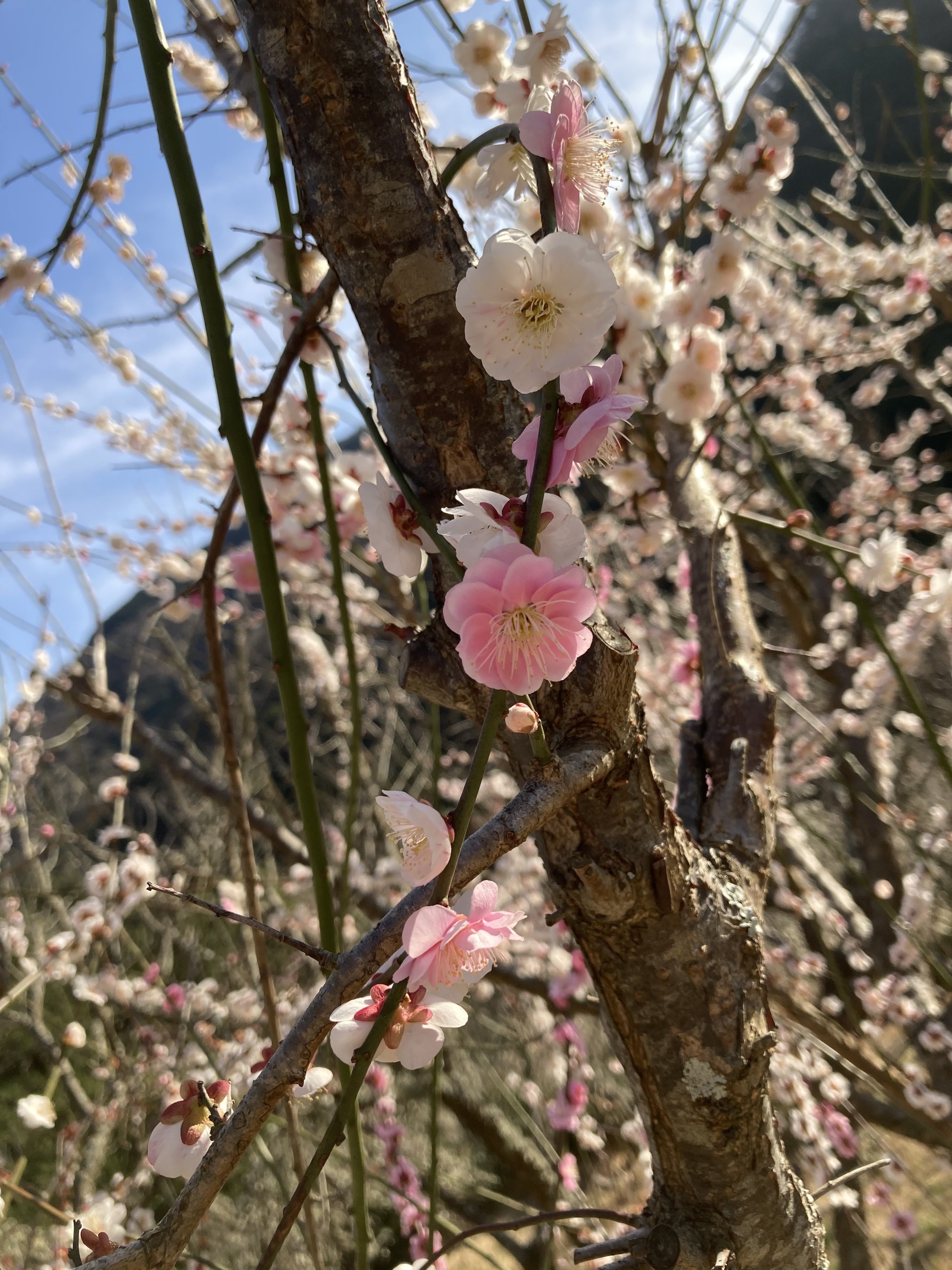 もうすぐ春 一ノ瀬 彰 Note もうすぐ春 一ノ瀬 彰 Note