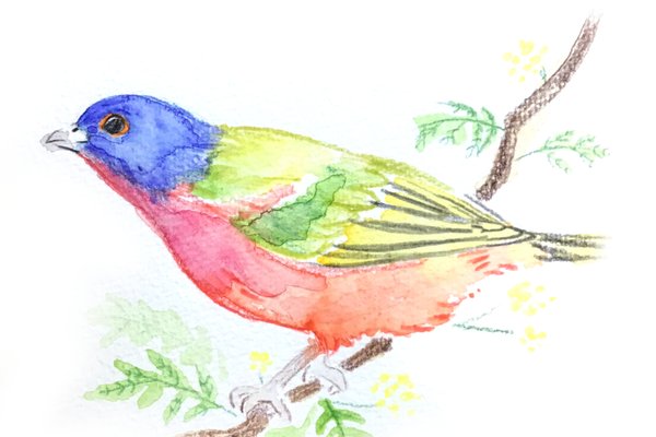 世界の美しい鳥 の新着タグ記事一覧 Note つくる つながる とどける 世界の美しい鳥 の新着タグ記事一覧 Note つくる つながる とどける