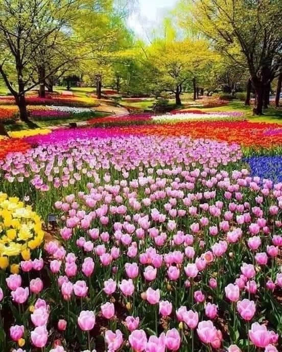 お花いっぱいの暖かい春 Warm Spring With A Lot Of Flowers Happyworld Note