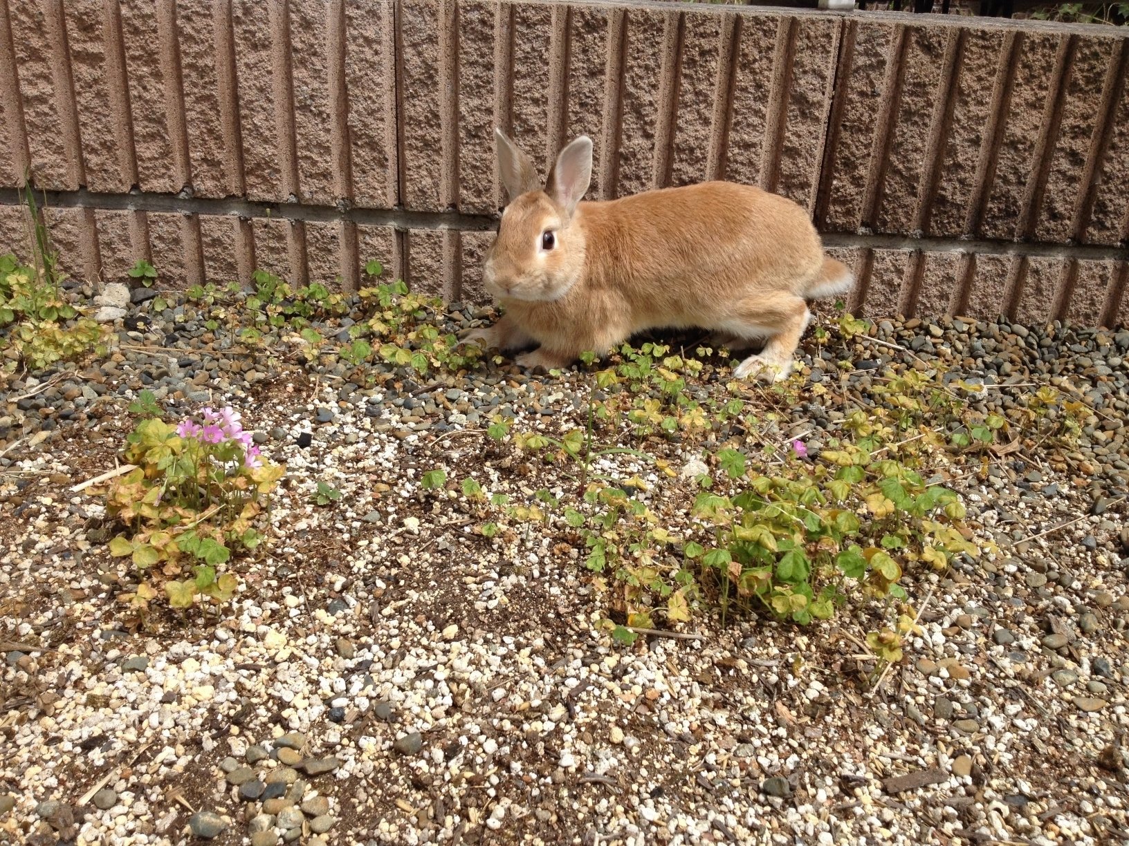 うさぎ発見 まだらめ Note