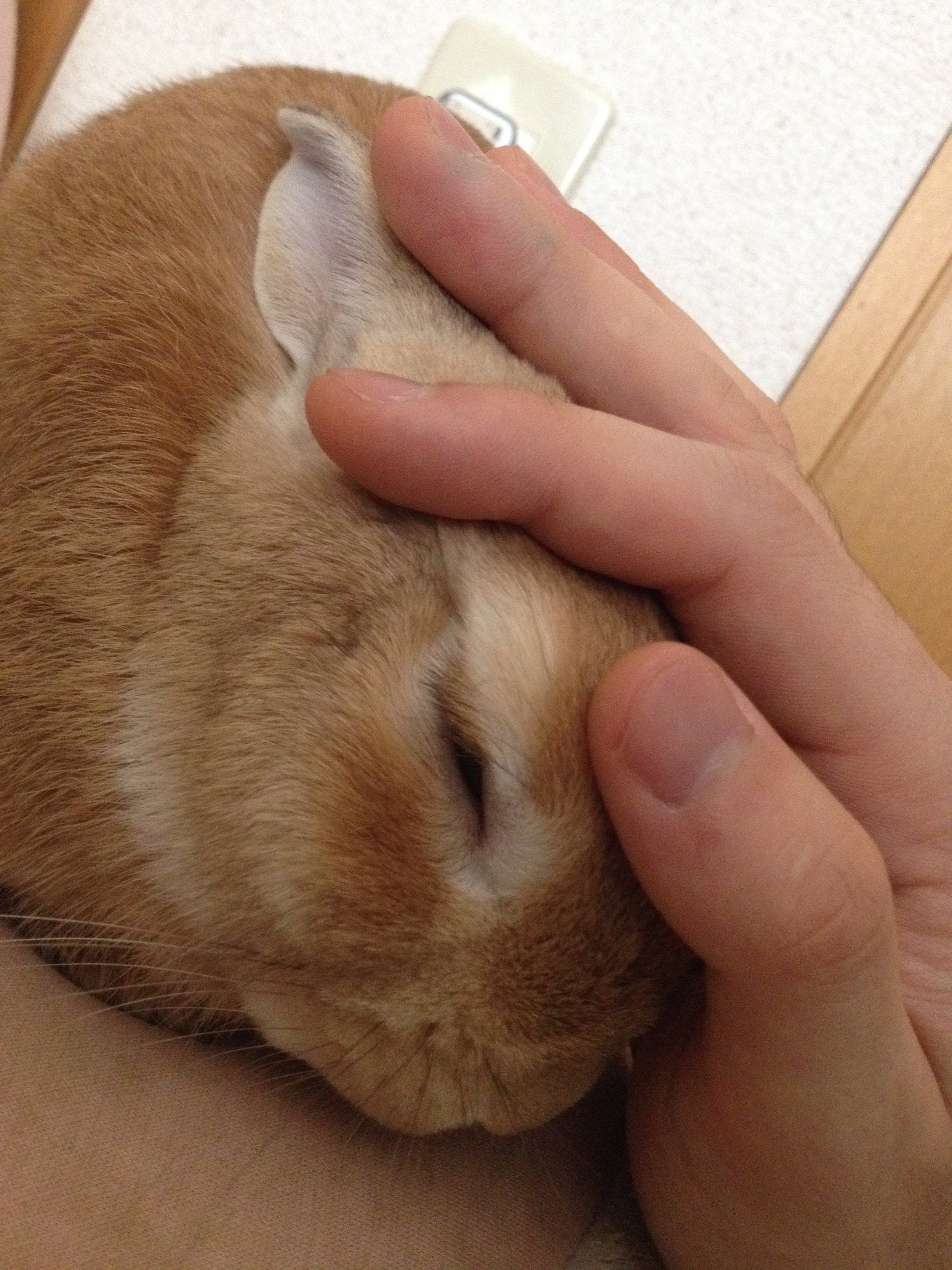 うさぎ発見 まだらめ Note