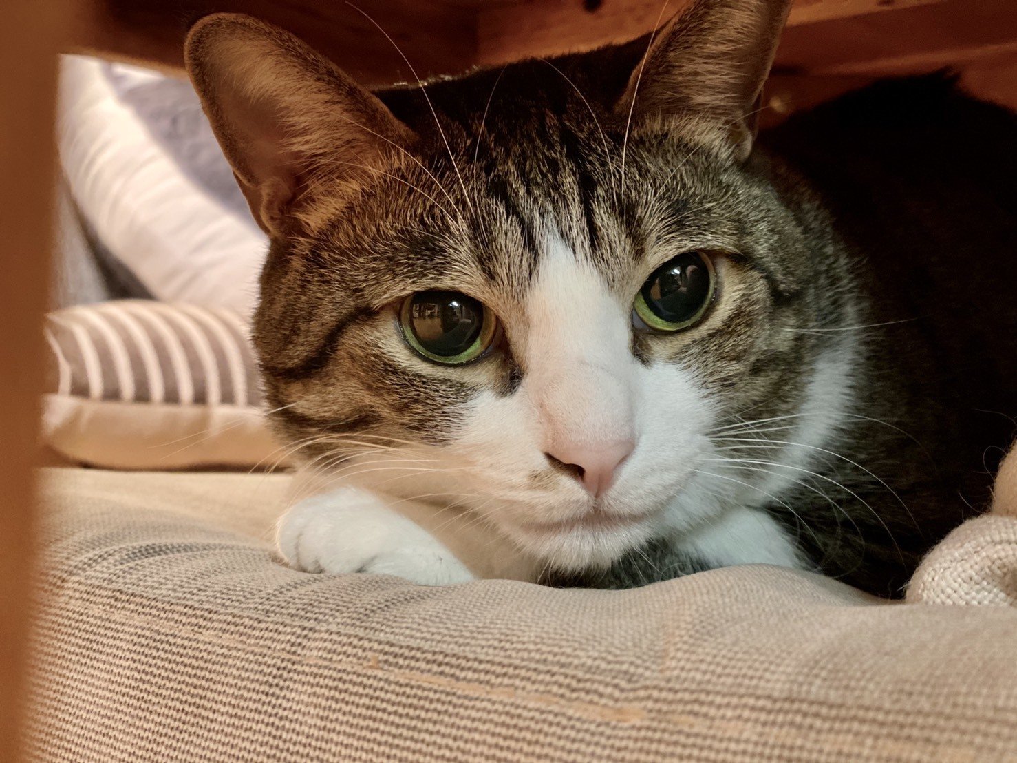 美しい猫ポートレート 新良エツ子 Note