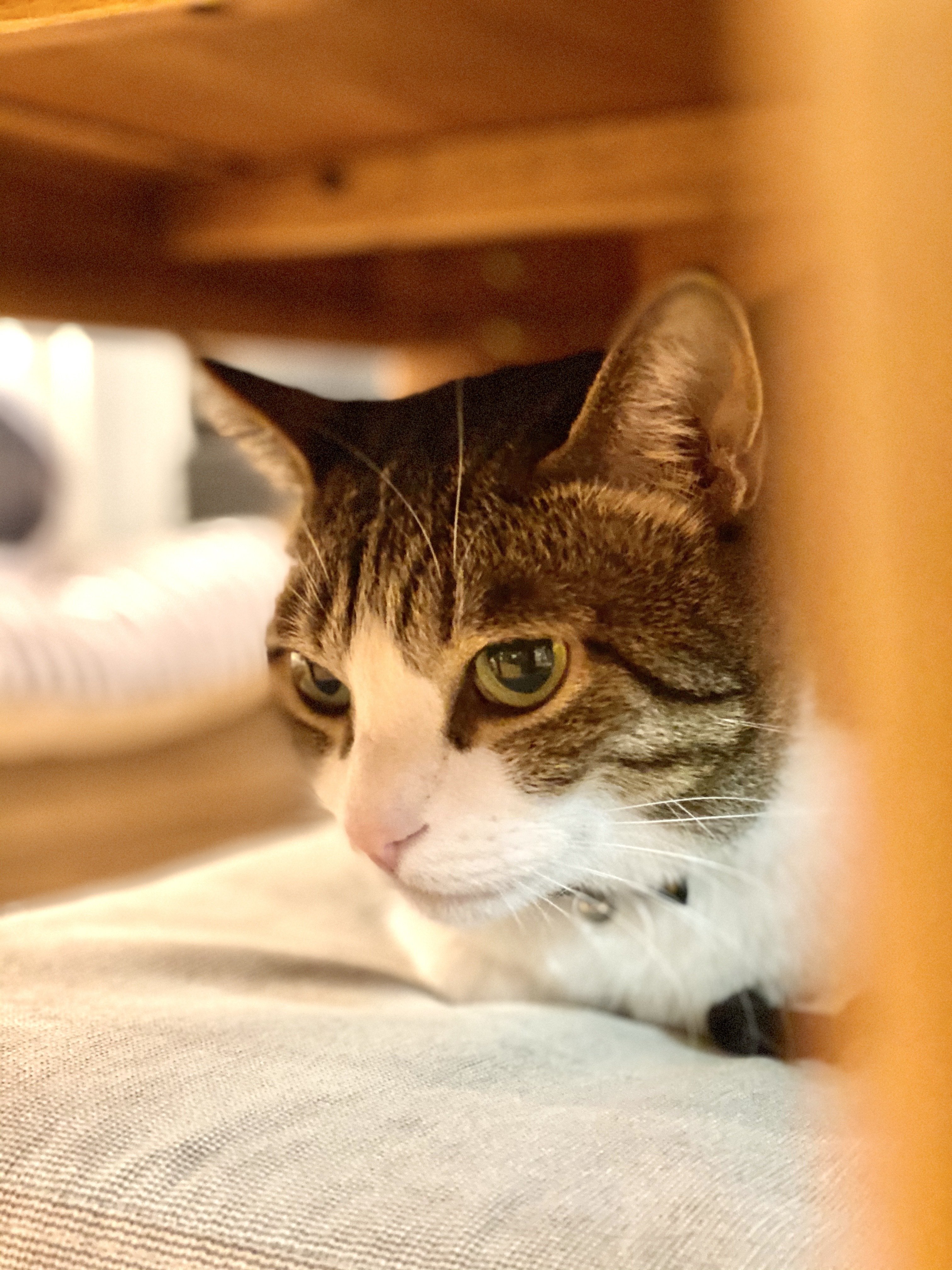 コンプリート 美しい 猫 画像 3011 美しい 猫 画像 Normamartinezjp コンプリート 美しい 猫 画像 3011 美しい 猫 画像 Normamartinezjp