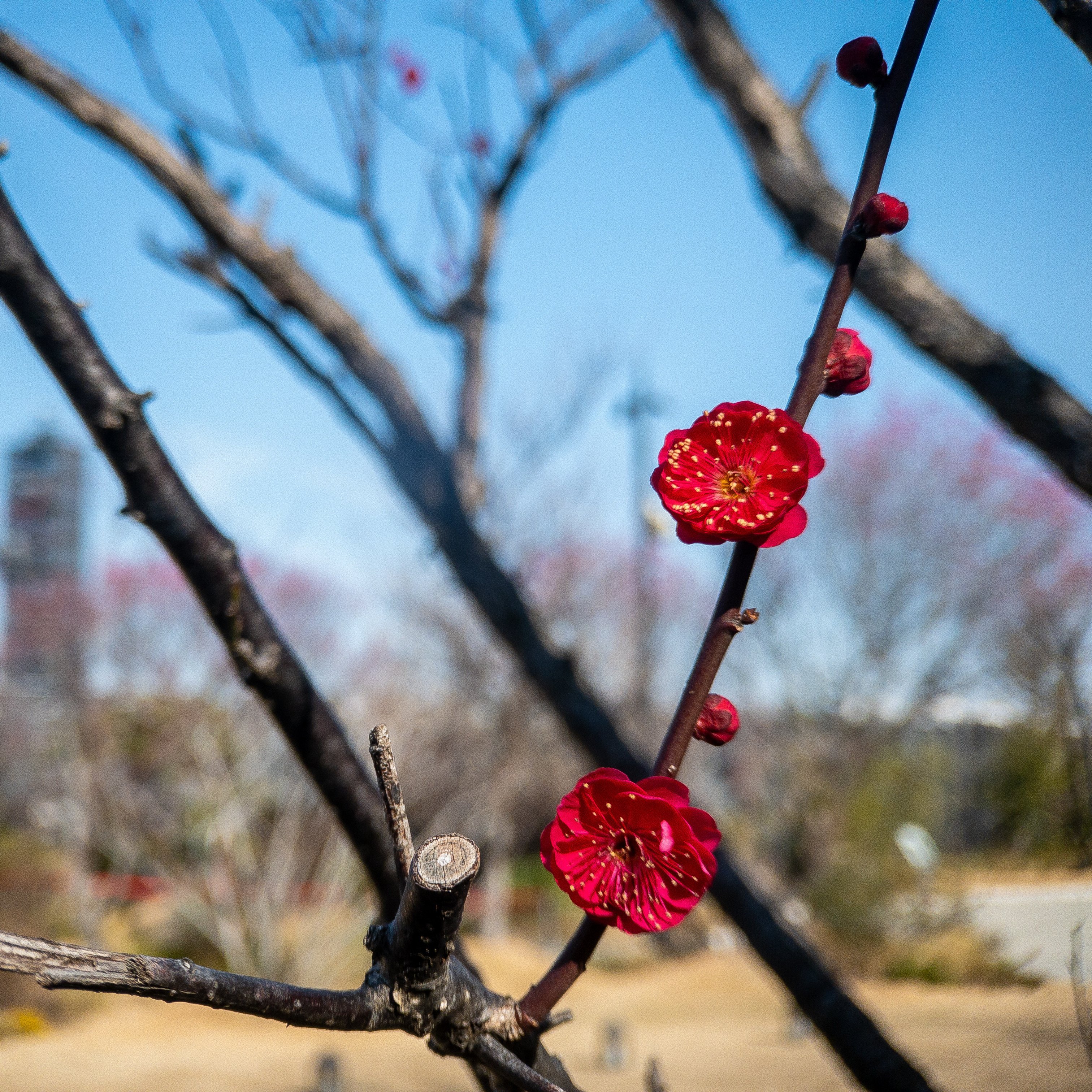 熊本 2月に撮った梅の花 Iphone写真 真士 まさし Note 熊本 2月に撮った梅の花 Iphone写真 真士 まさし Note