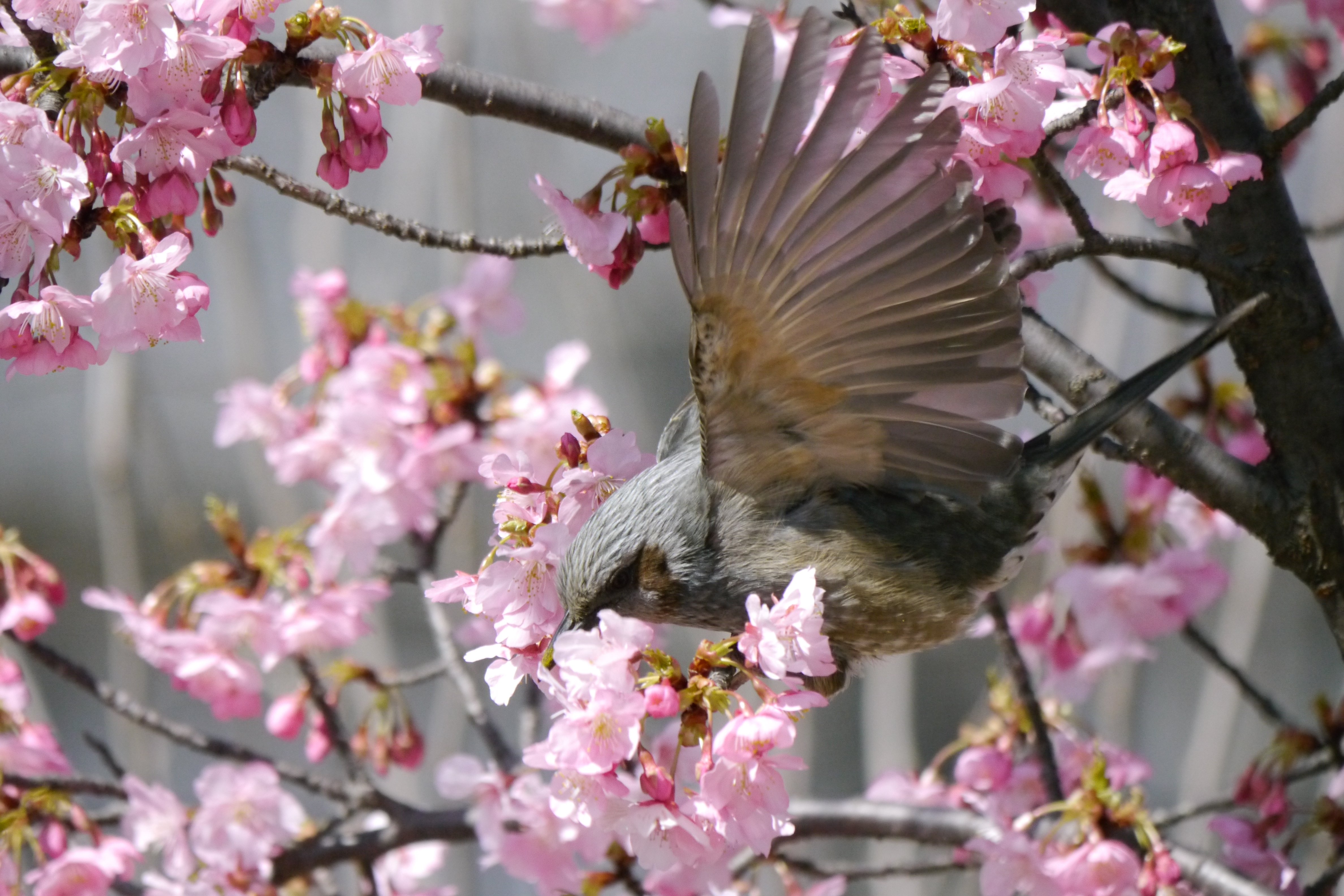 桃の花の蜜を吸うヒヨドリ 北野慶 Note