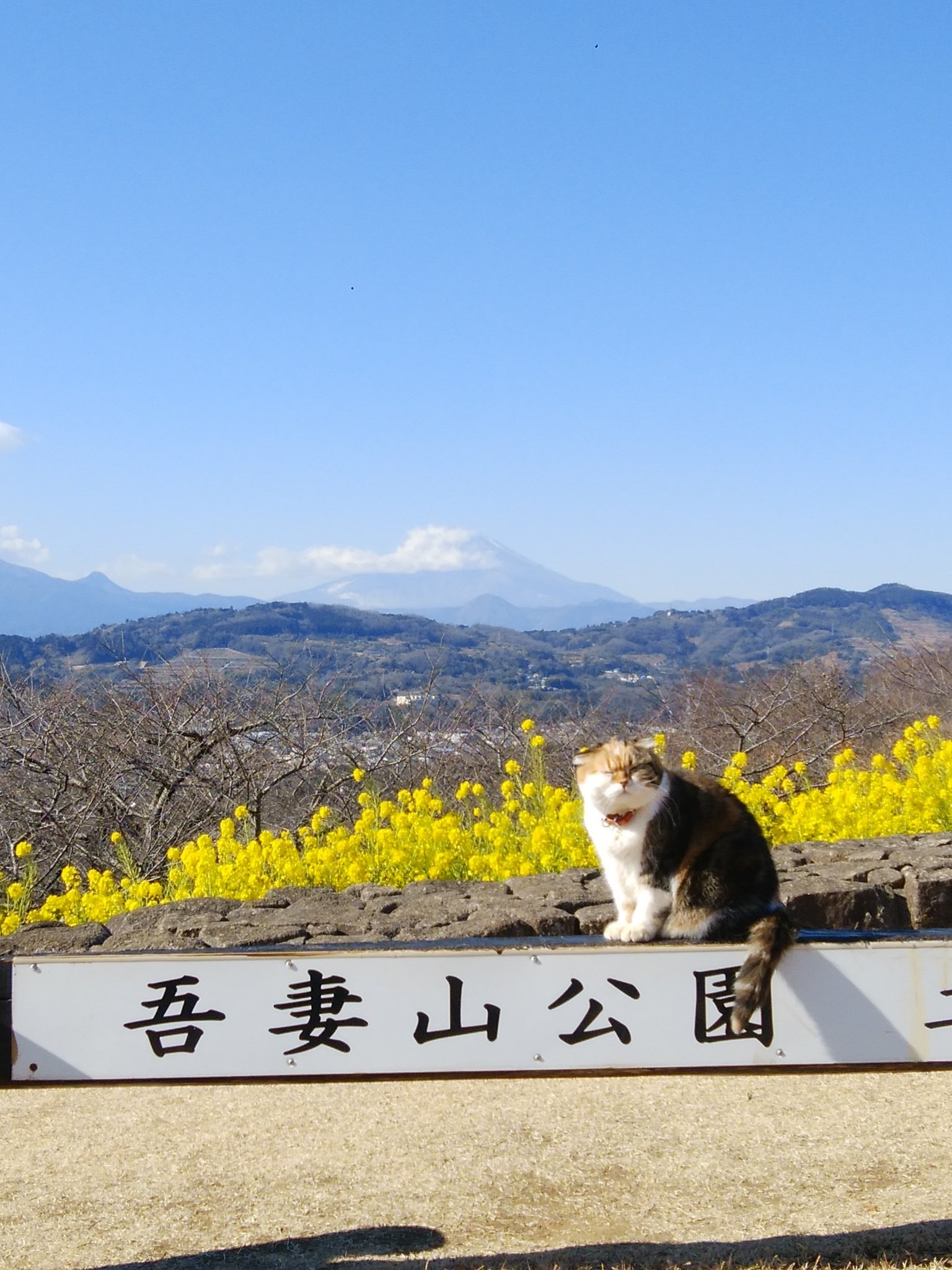 ポカポカ陽気と春の訪れを告げる花 ポエミスト朱見 Note