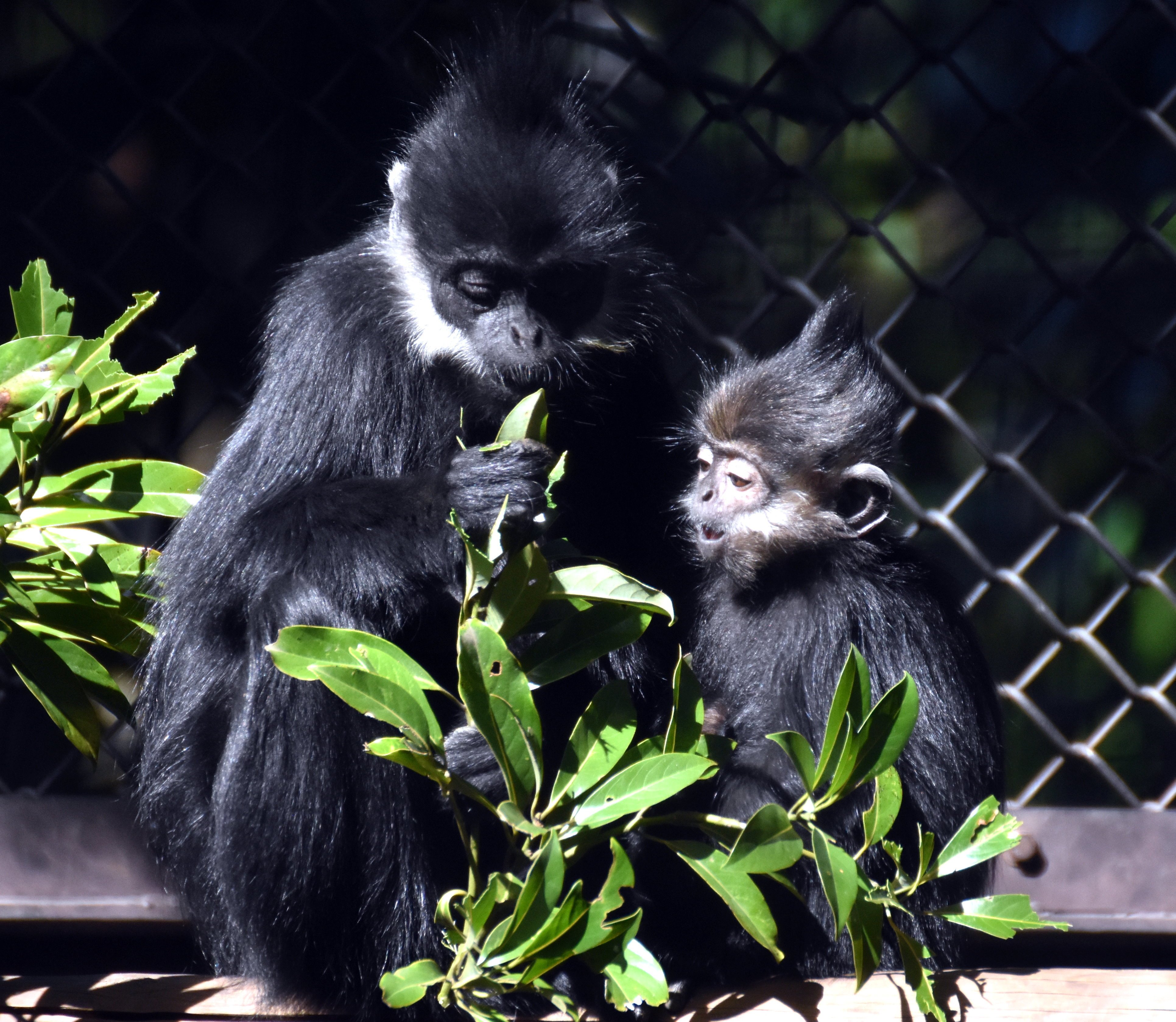 フランソワルトン@霊長目オナガザル科|hirahiranote