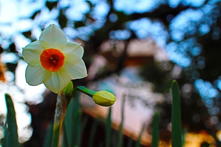 スイセンの花いろいろ Canon Eos M Veronique Note スイセンの花いろいろ Canon Eos M Veronique Note