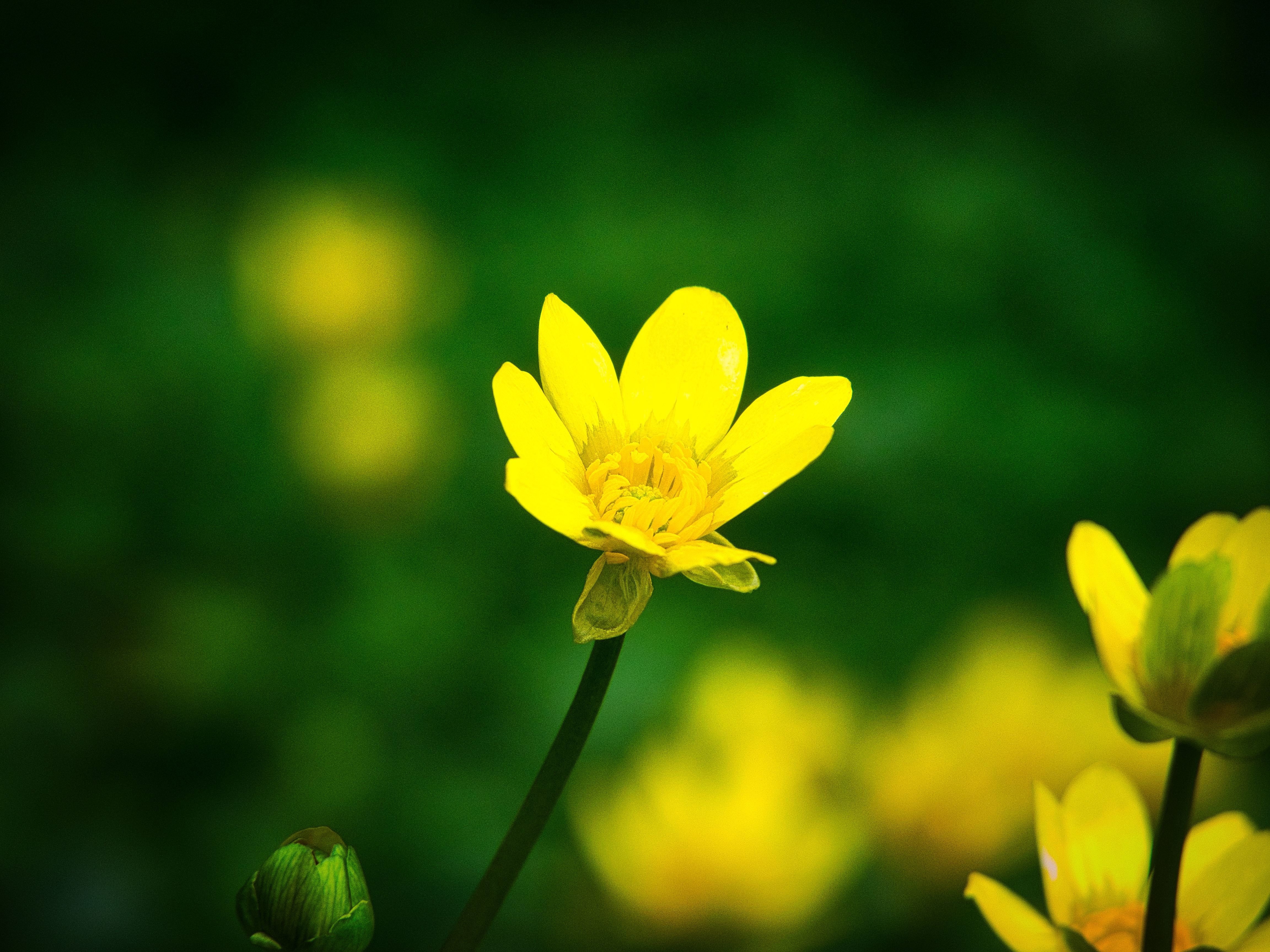 日陰に咲く金色の花 クロノツカヤ Note