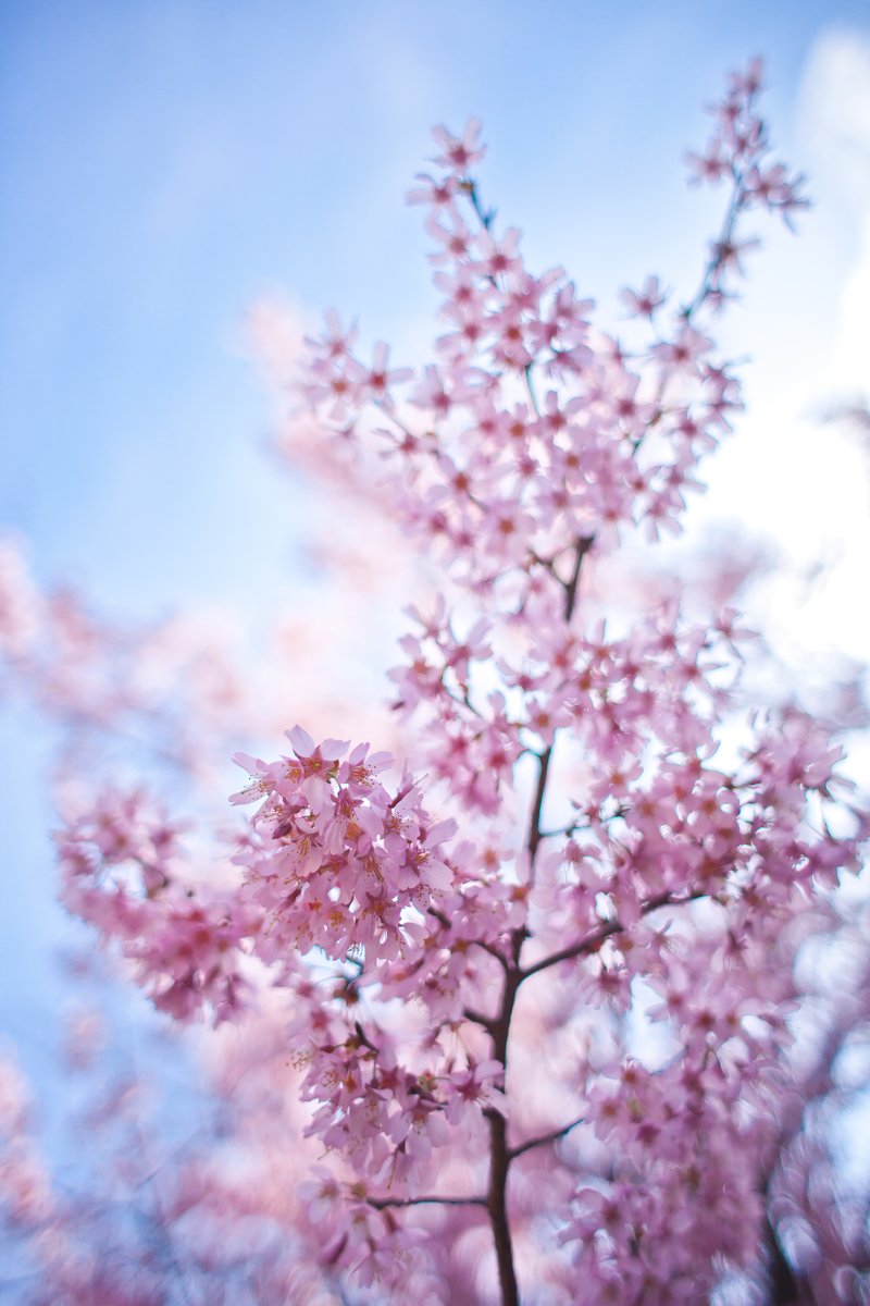 　満開と言ったところか、小ぶりで鮮やかなピンクの花弁が薄青空によく映える。