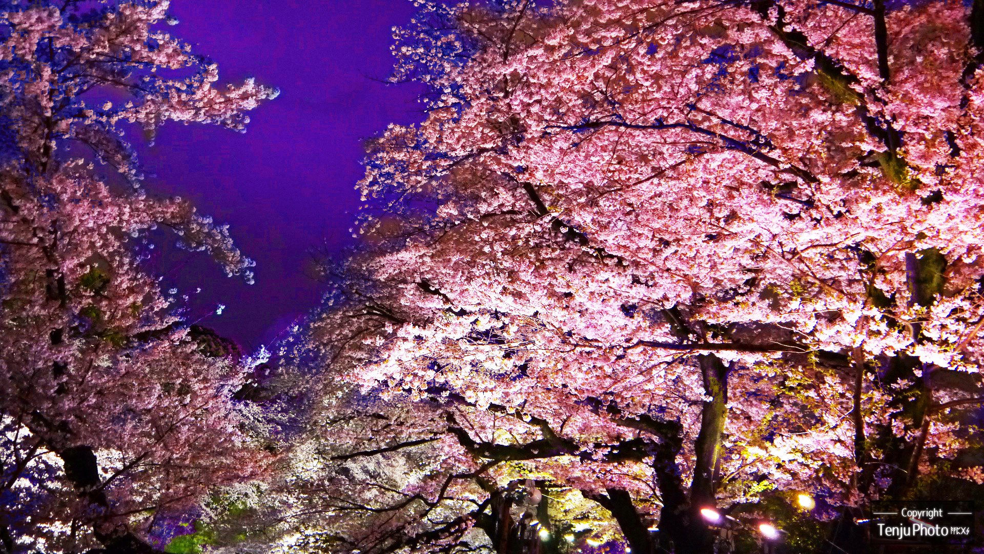 春 そして桜 ヘッダー画像用 みんなのフォトギャラリー に追加しました 天珠 趣味フォト Note 春 そして桜 ヘッダー画像用 みんなのフォトギャラリー に追加しました 天珠 趣味フォト Note