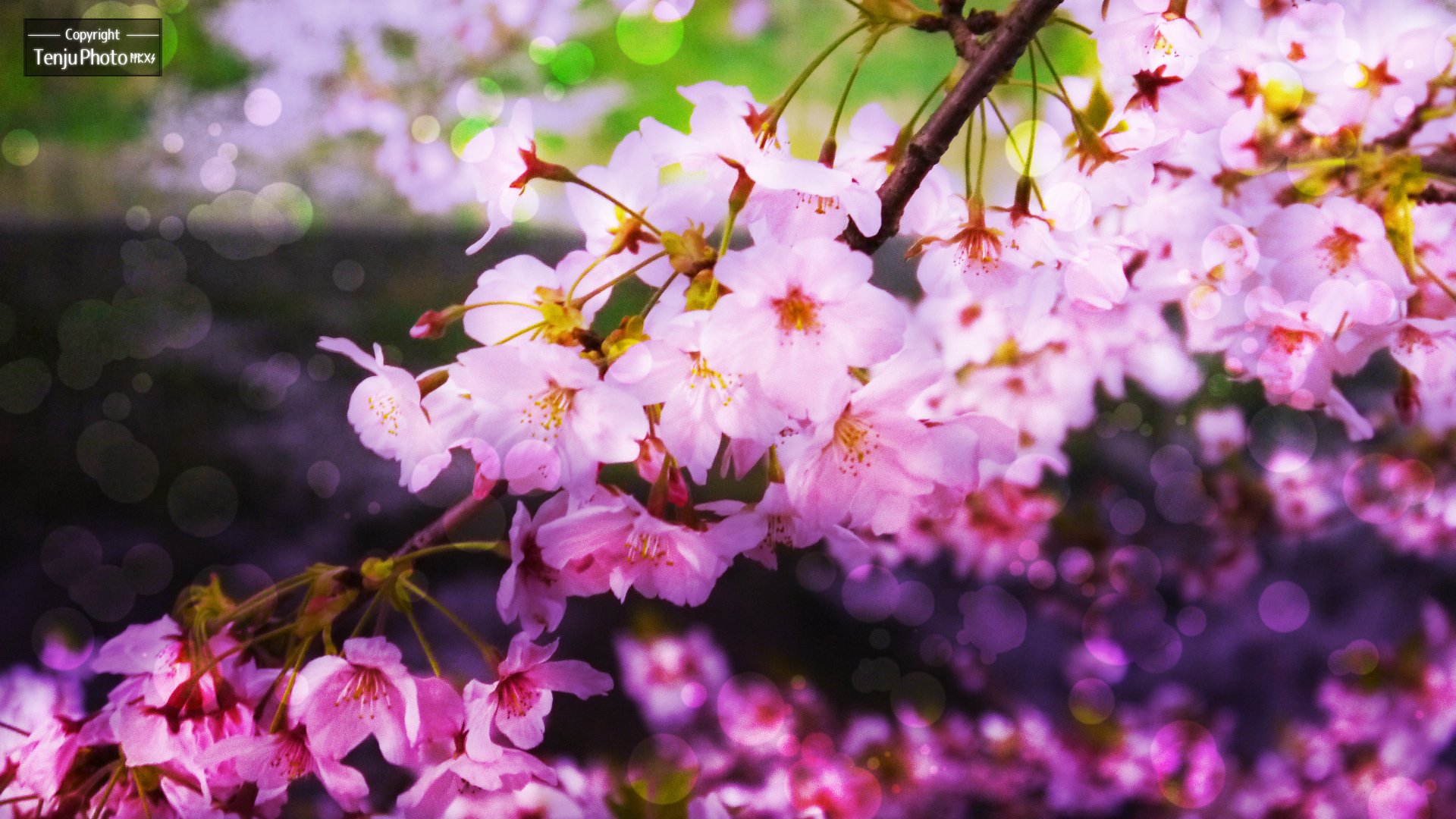 春 そして桜 ヘッダー画像用 みんなのフォトギャラリー に追加しました 天珠 趣味フォト Note