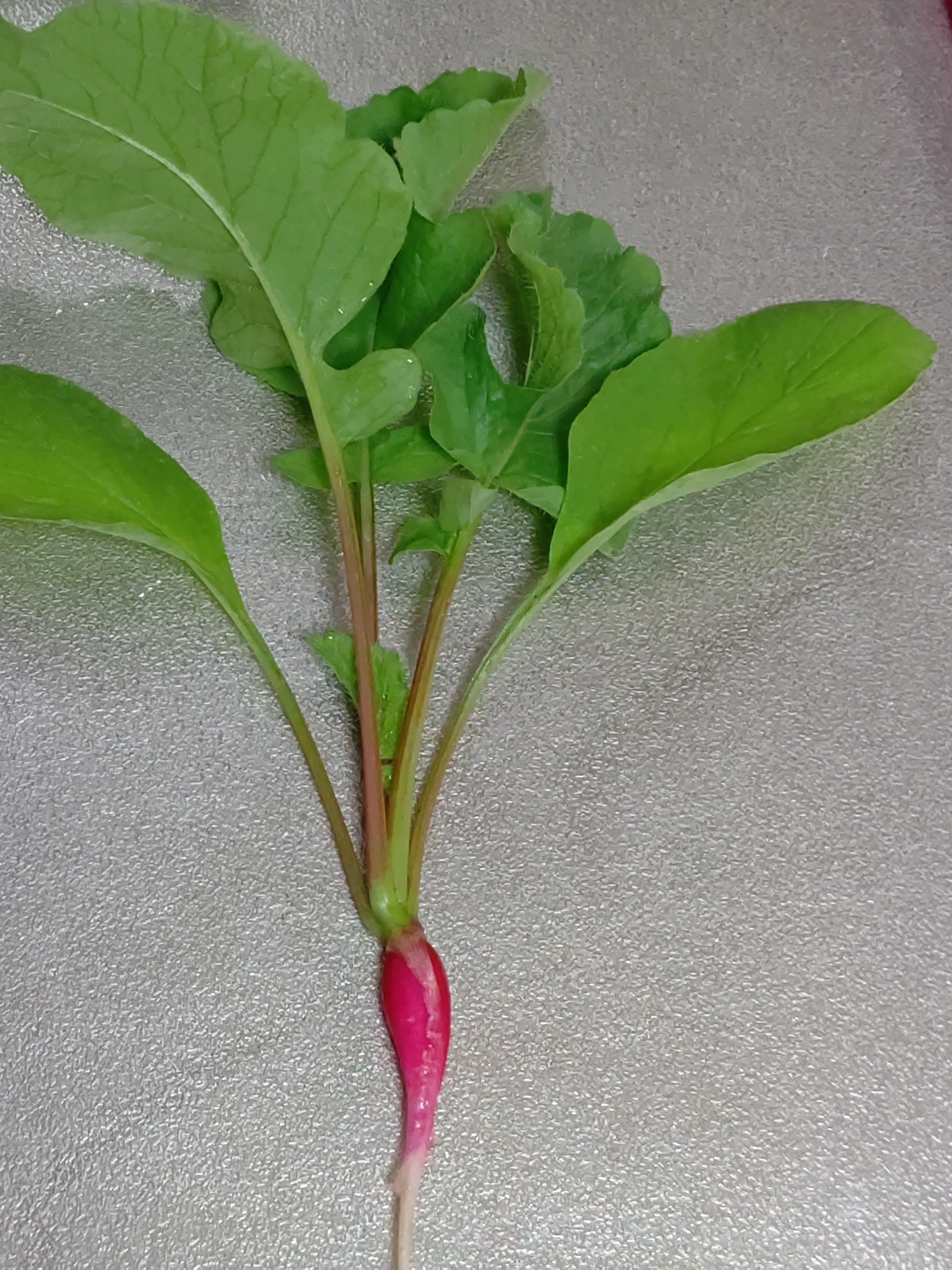 ラディことレタみさんからの報告です ｊａバンク北海道presents おウチで野菜栽培チャレンジ 参加者レポート Note