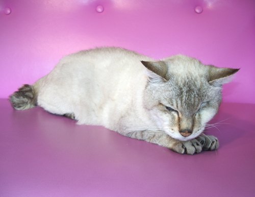 忘れられない猫🐈の話［第25話］闘病末期とうとう痙攣発作が始まる 