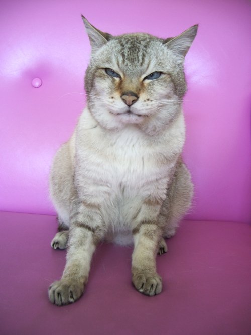 忘れられない猫🐈の話［第25話］闘病末期とうとう痙攣発作が始まる 