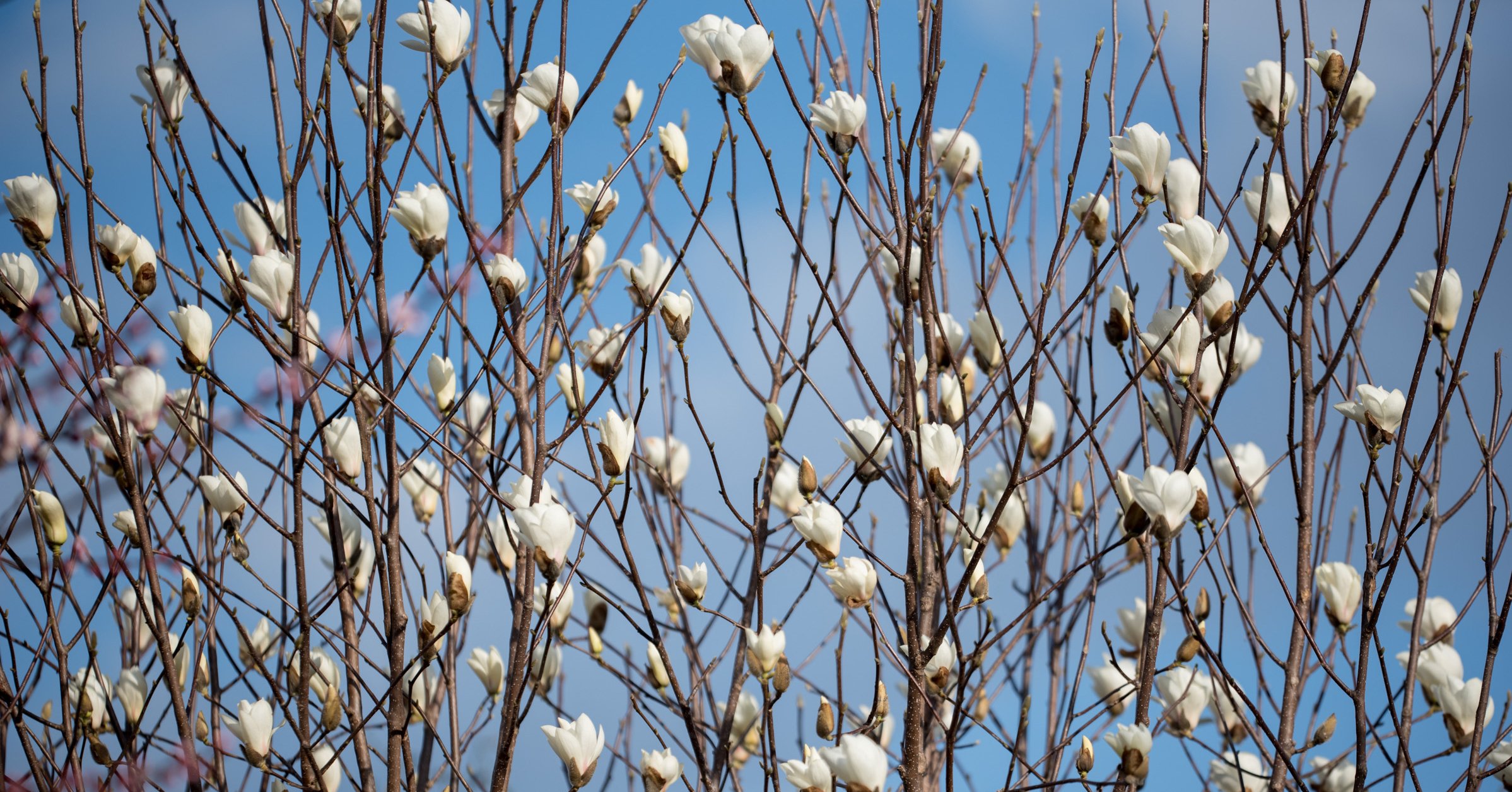 モクレンとコブシ 中根秀樹 Note