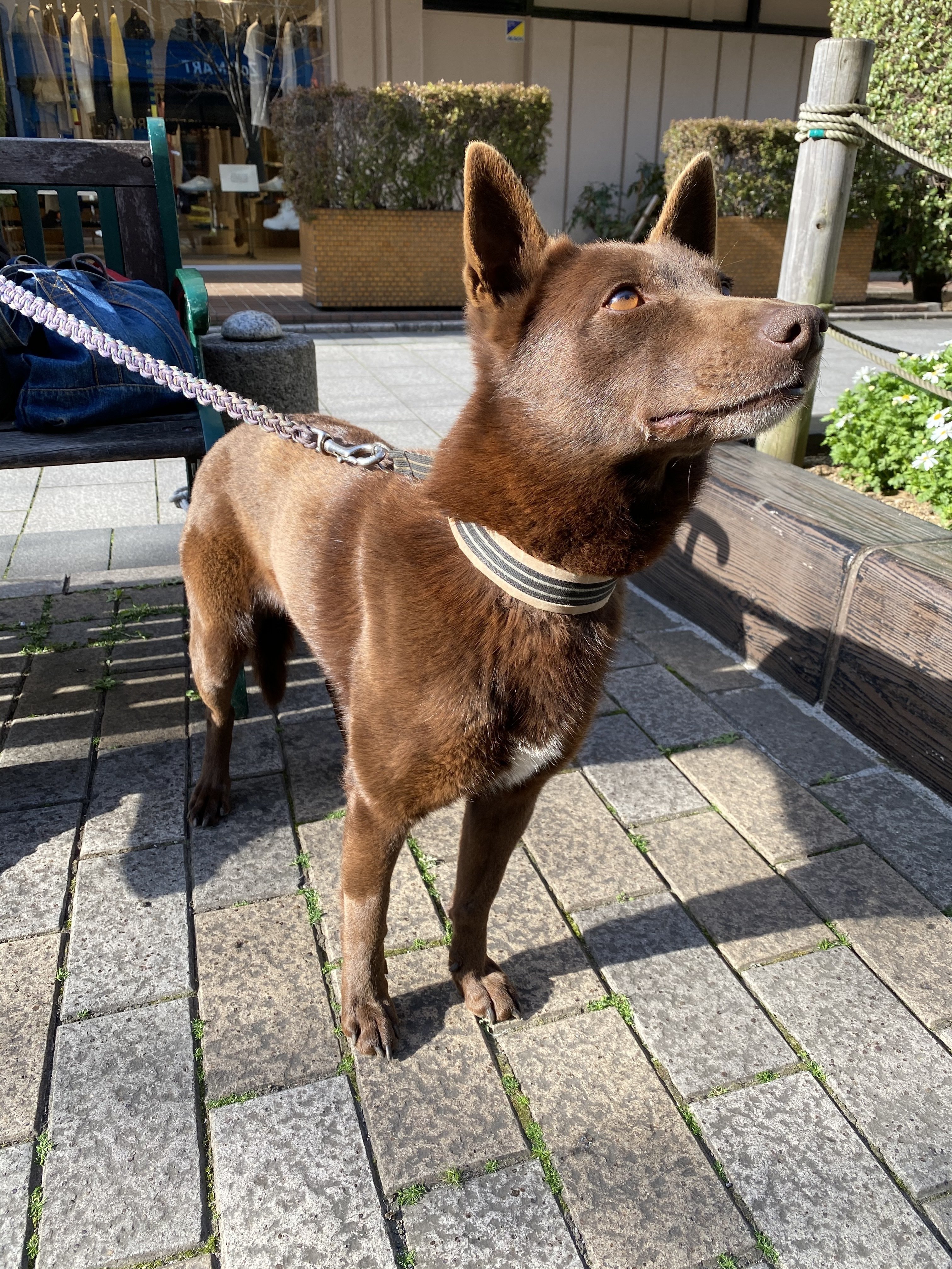 オーストラリアンケルピー K Westernvillage Note