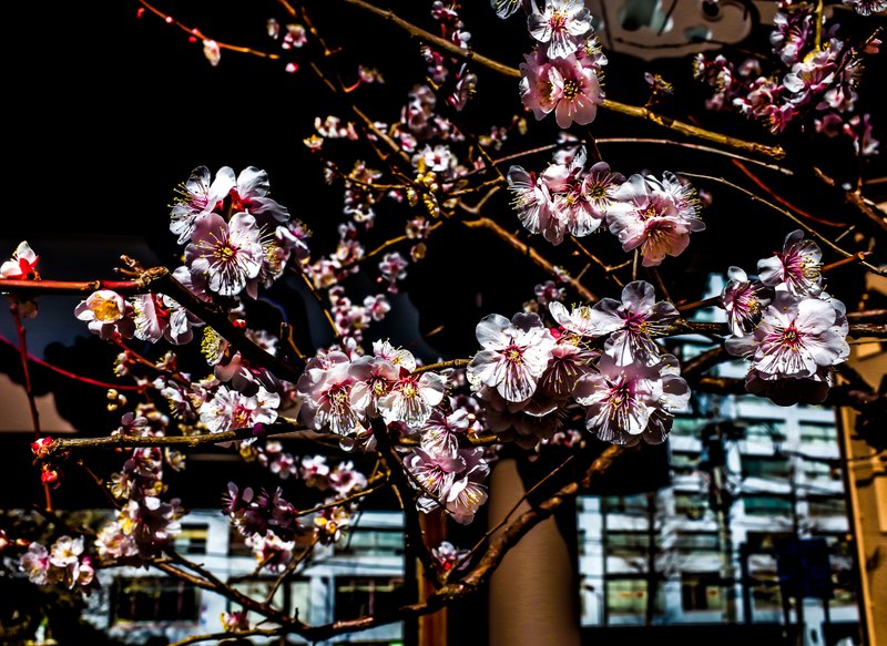 @ Yushima-tenjin Shrine, Tokyo.