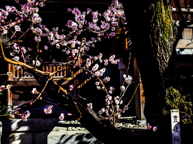 @ Yushima-tenjin Shrine, Tokyo.