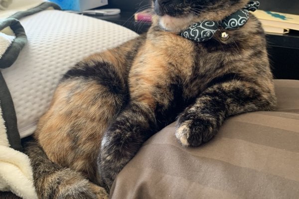 変なポーズの猫好きな人と繋がりたい の新着タグ記事一覧 Note つくる つながる とどける 変なポーズの猫好きな人と繋がりたい の新着タグ記事一覧 Note つくる つながる とどける