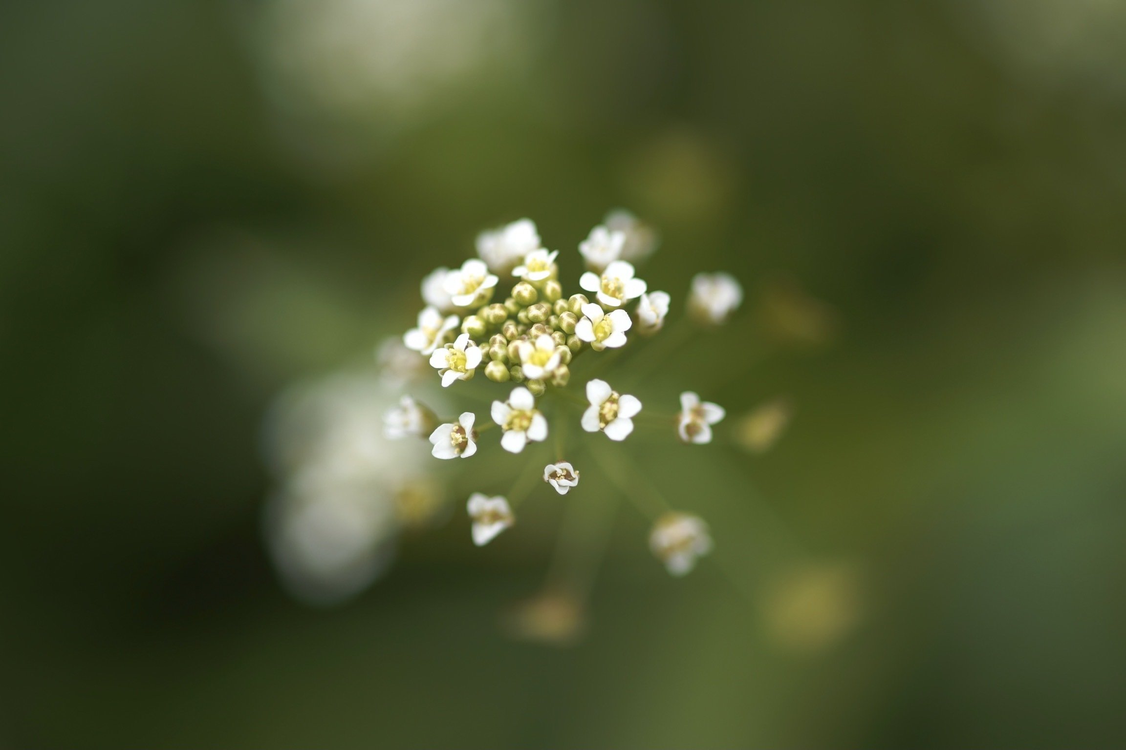 Sigma Fpと曇りの中の花スナップ いとぅー Note