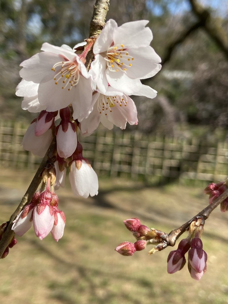 桜咲き始めました。
