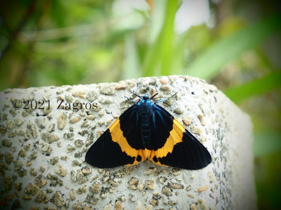 台北で見かけた蛾｜Zagros