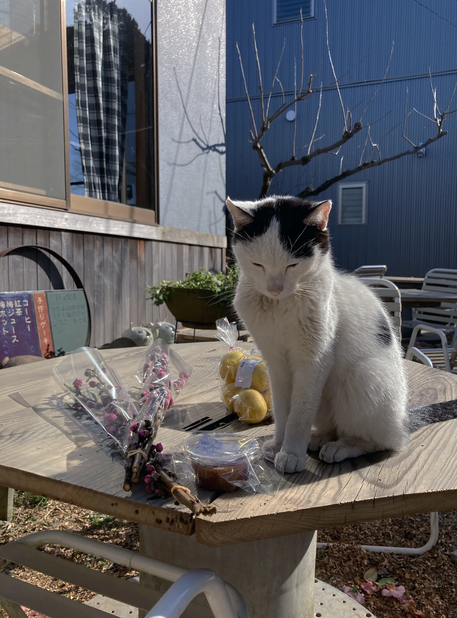 農家カフェのまどろみ猫|hitomihanako|note