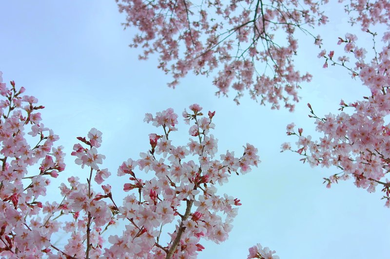 桜と桜がコンニチハ