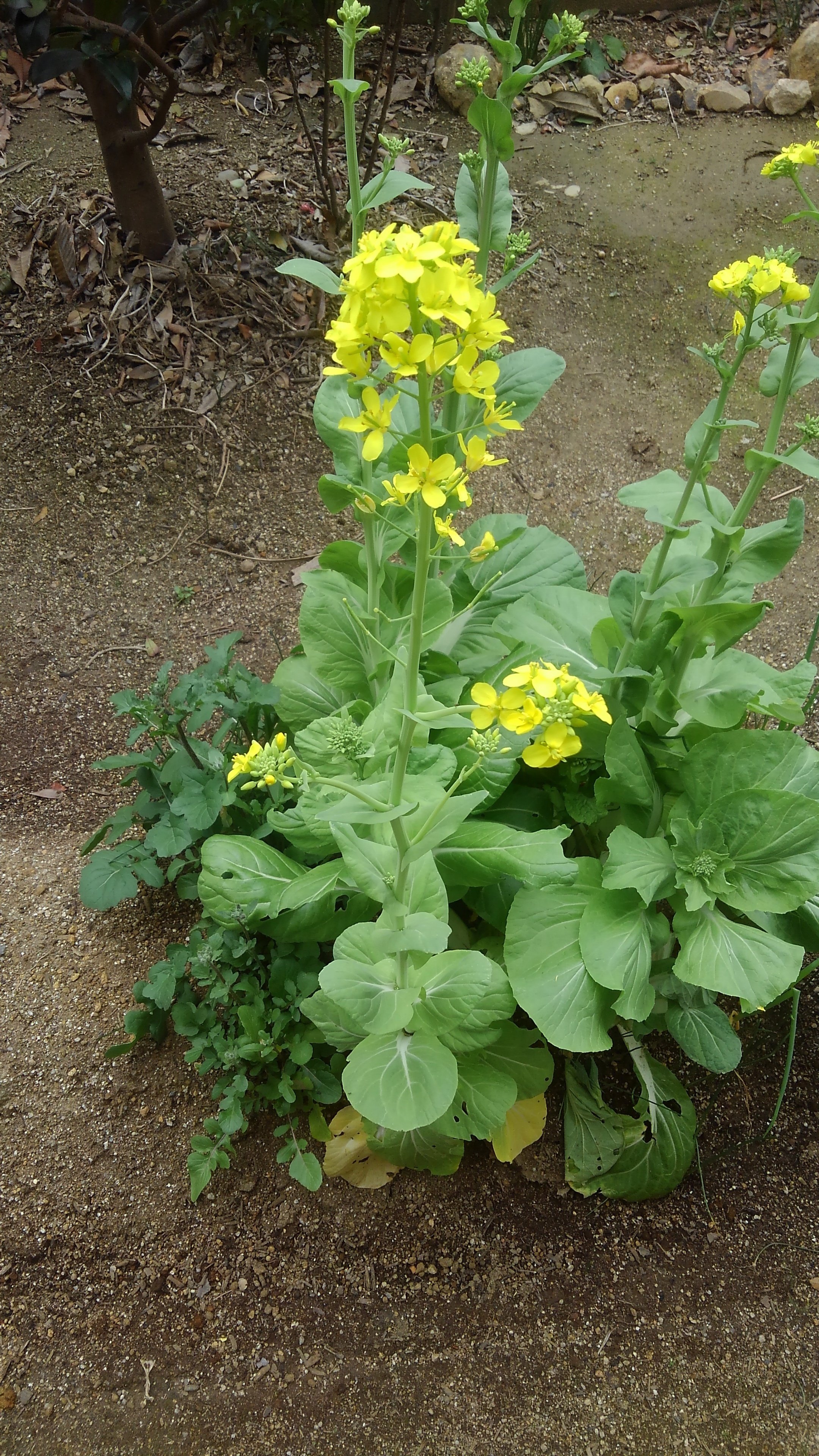 写真 野菜の花 Hokuto 9 9 Note