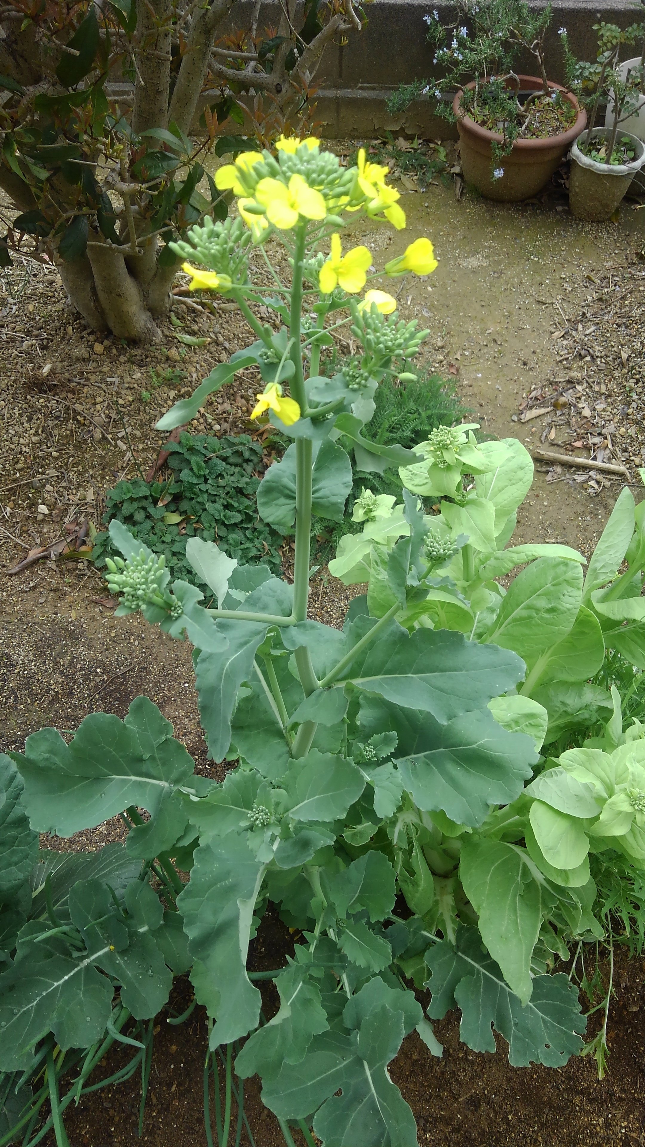 写真 野菜の花 Hokuto 9 9 Note 写真 野菜の花 Hokuto 9 9 Note