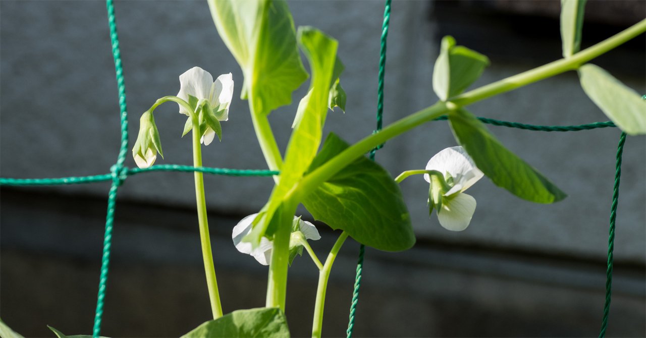 さやえんどうの花 中根秀樹 Note さやえんどうの花 中根秀樹 Note