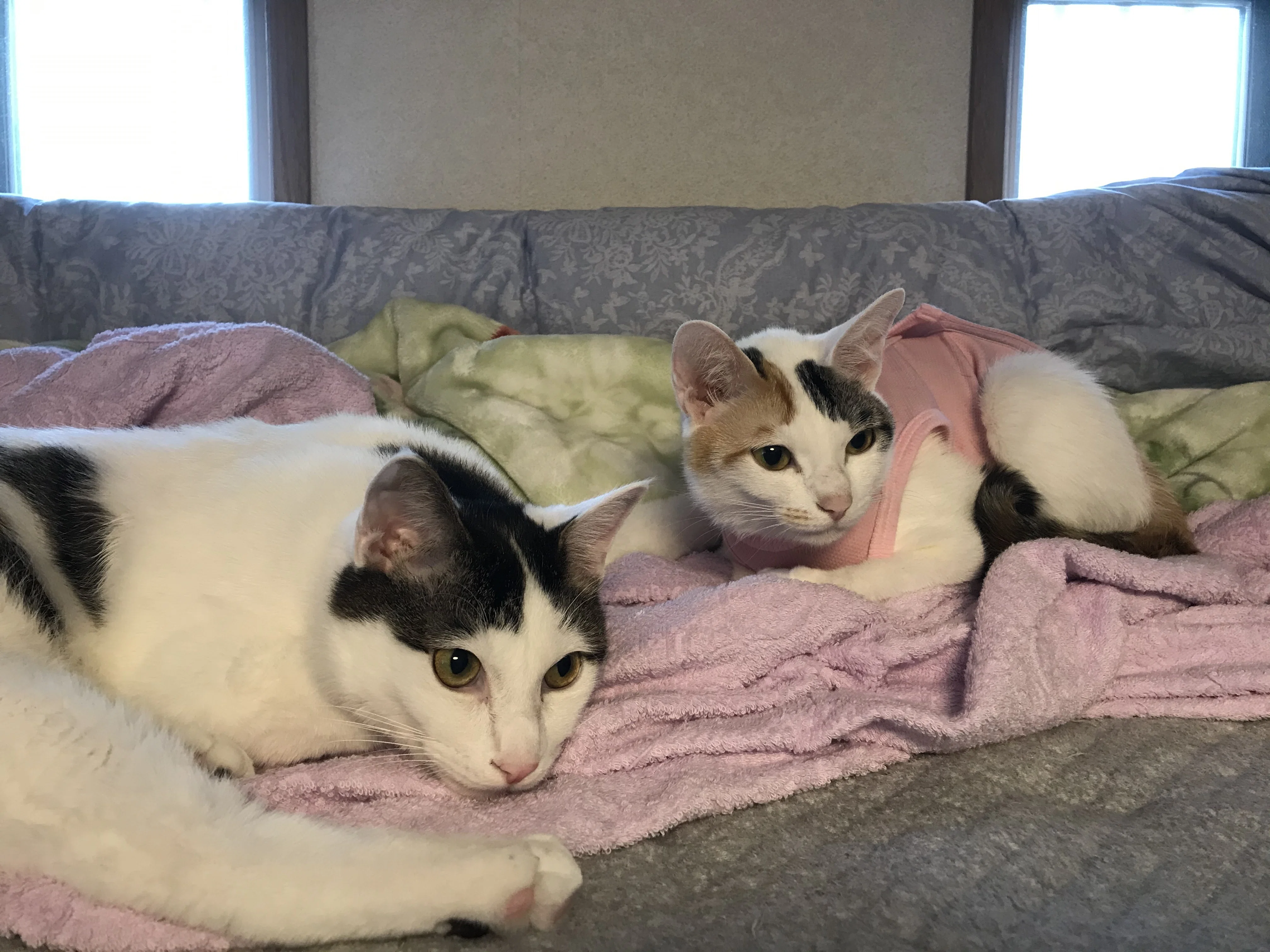 我が家の猫たちは皆んな仲良し 仲良しなお写真 ココ次郎 Note