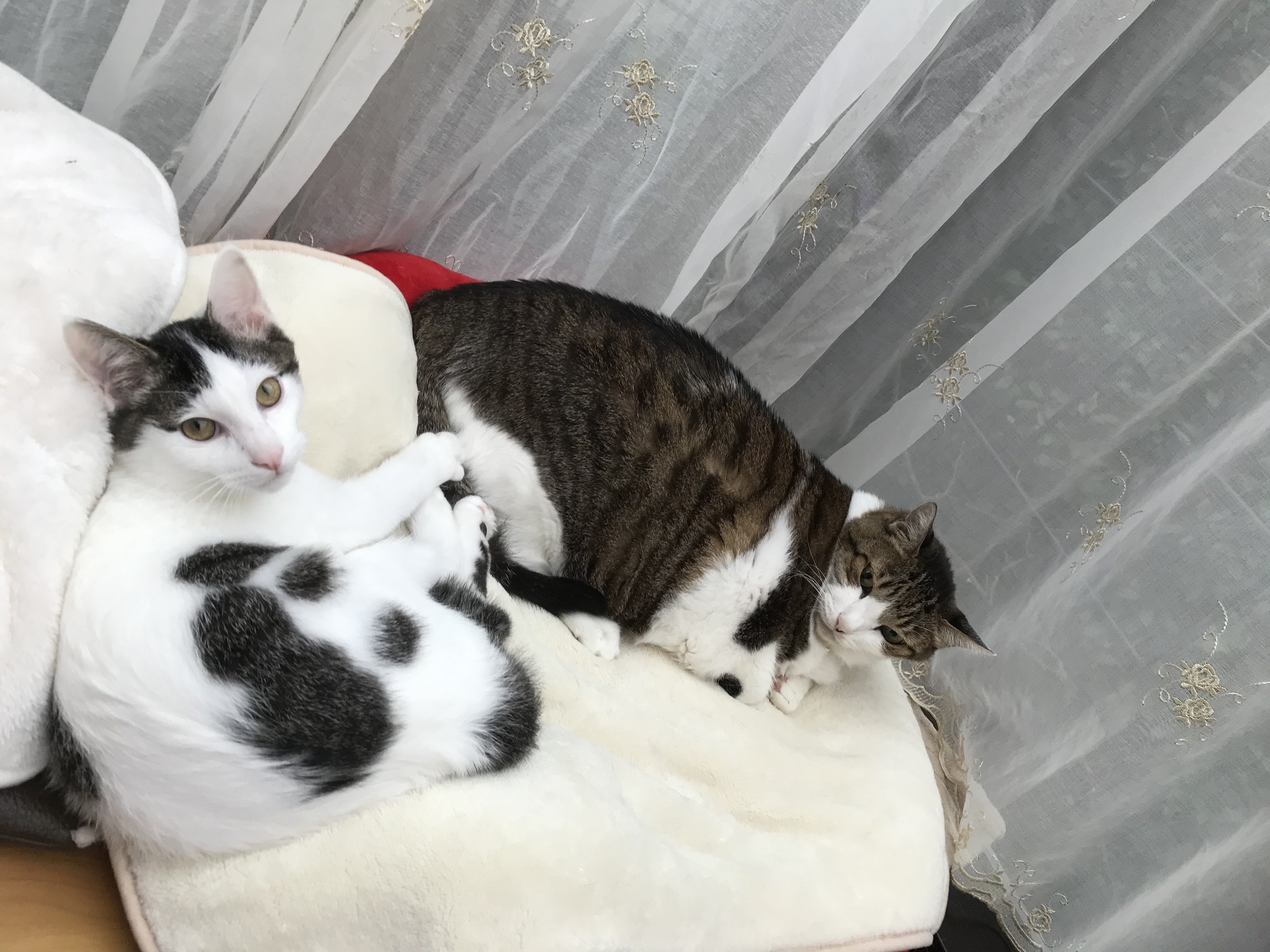 我が家の猫たちは皆んな仲良し 仲良しなお写真 ココ次郎 Note