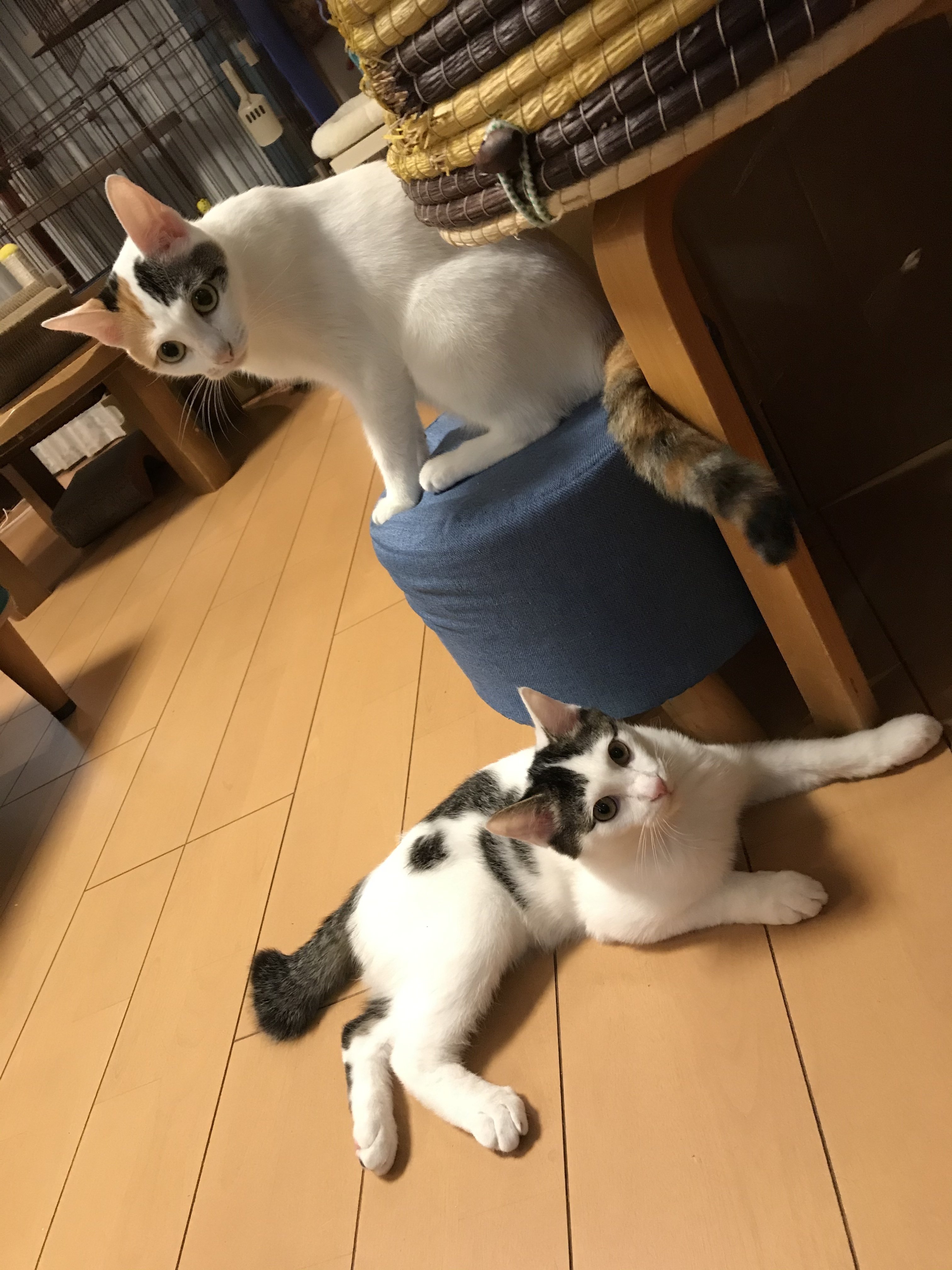 我が家の猫たちは皆んな仲良し 仲良しなお写真 ココ次郎 Note 我が家の猫たちは皆んな仲良し 仲良しなお写真 ココ次郎 Note