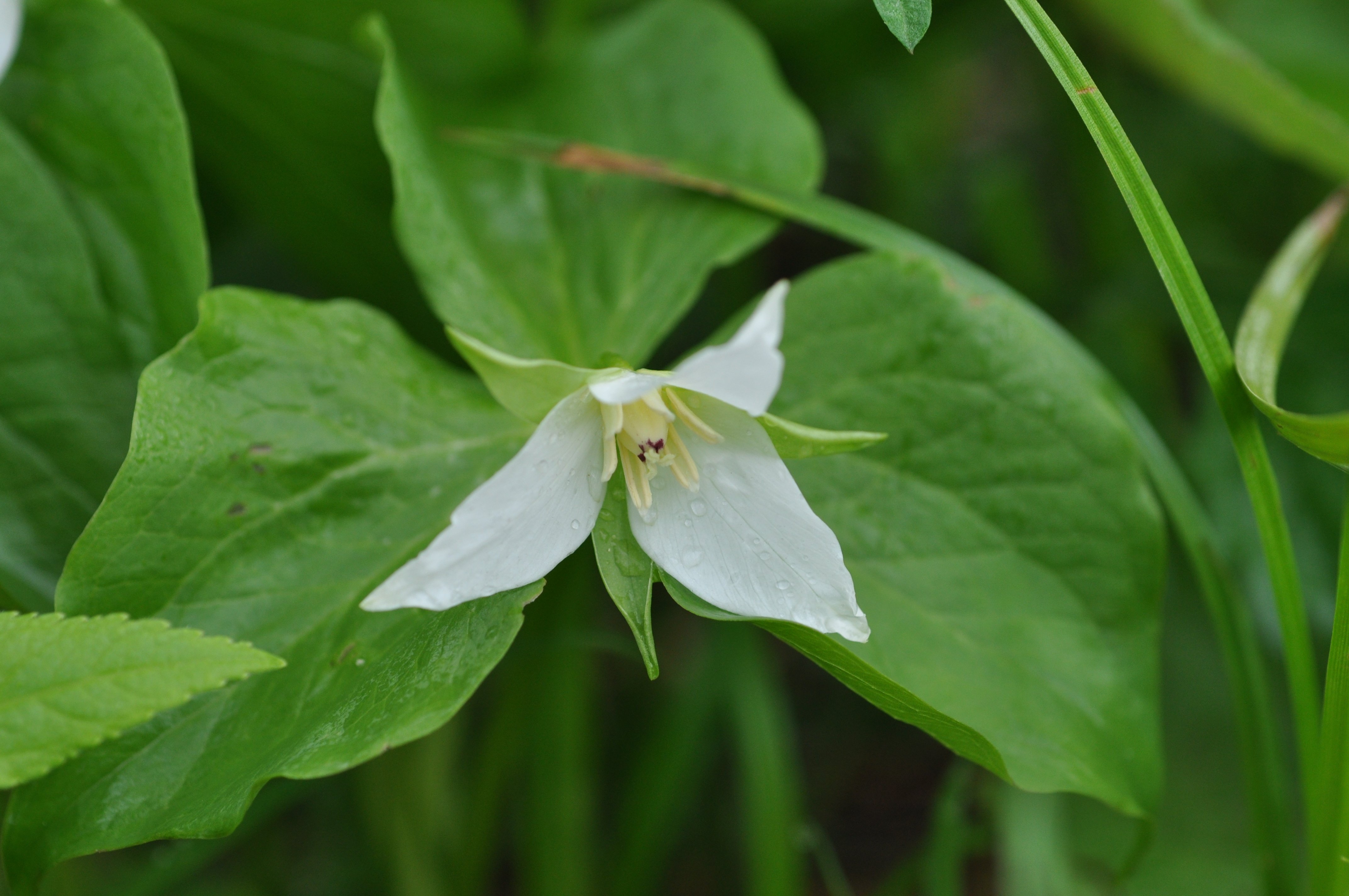 シロバナエンレイソウ Trillium Tschonoskii Mura Tadasi 村 正 Note シロバナエンレイソウ Trillium Tschonoskii Mura Tadasi 村 正 Note