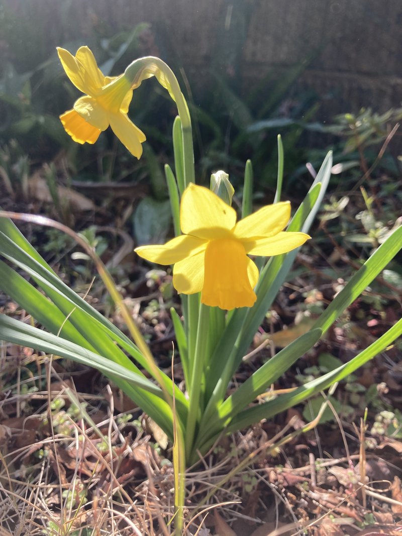 黄色の香りがする。。温かい。春の季節になって、この様な希望の湧く花々が地表に勢いよく又、生まれ出来たのです！