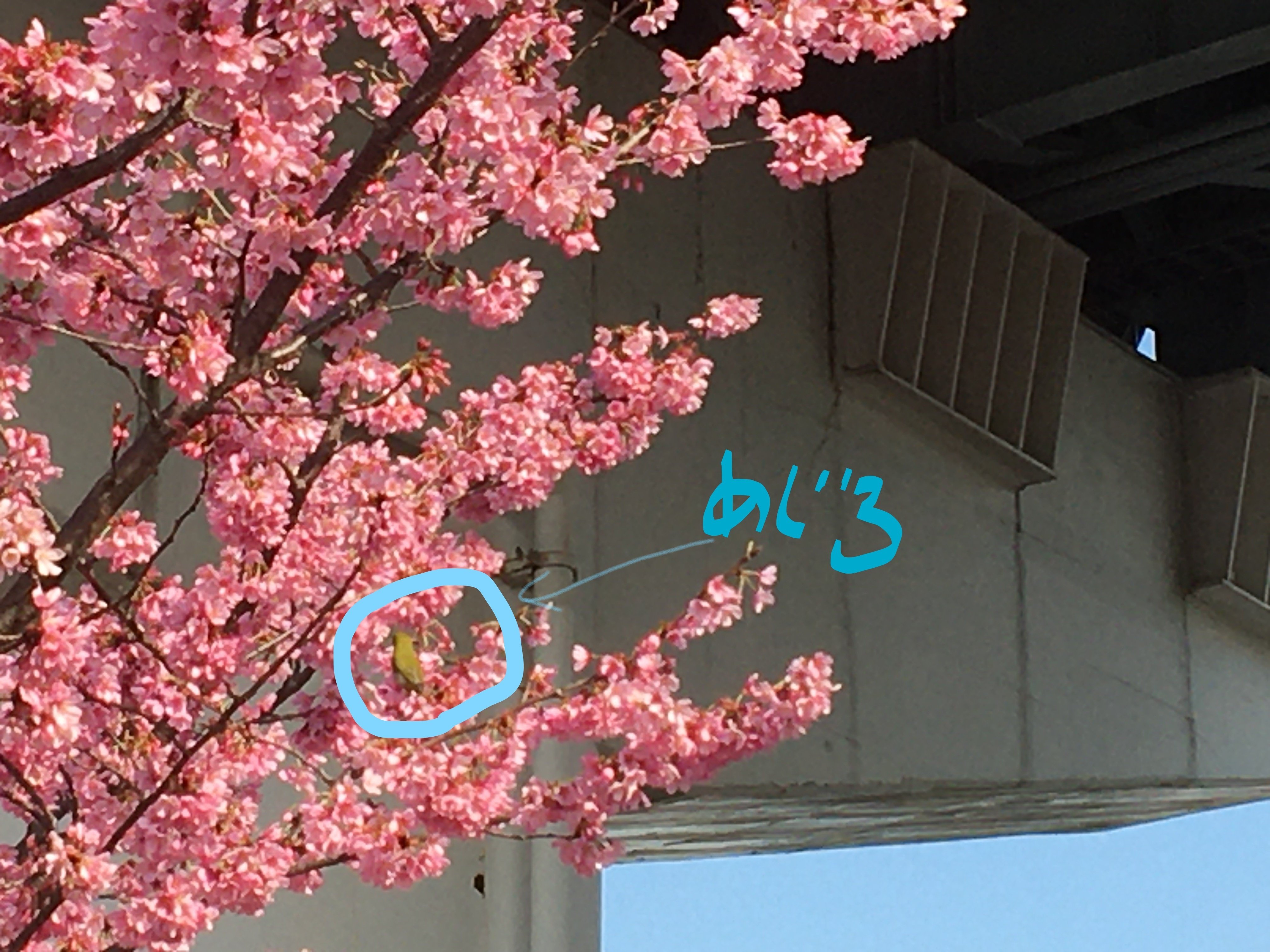 桜にメジロ 空じゃないけど空も見えるので 笑 Club Tom7 6 都市生活キュレーター Note 桜にメジロ 空じゃないけど空も見えるので 笑 Club Tom7 6 都市生活キュレーター Note