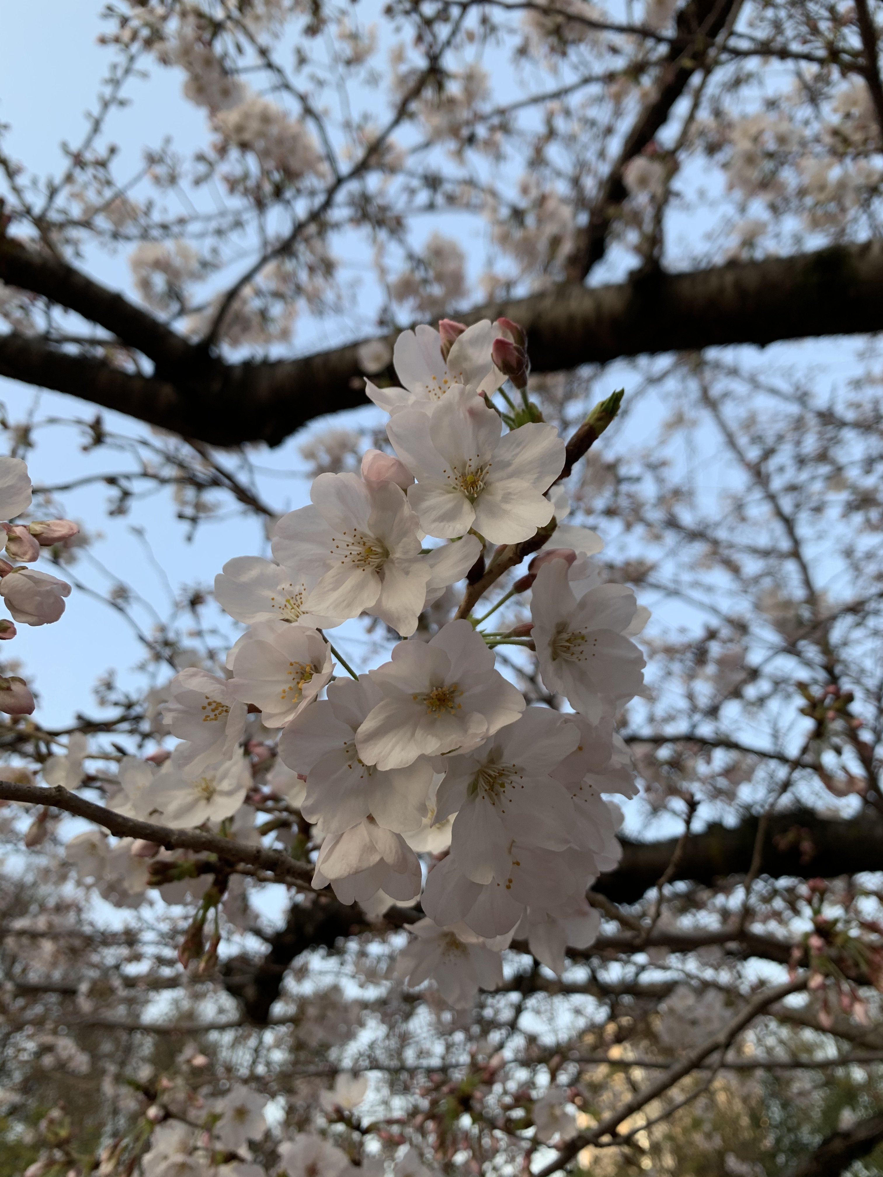 虎ノ門ヒルズと桜咲く 柏木誠 プロジェクトデザイナー Note