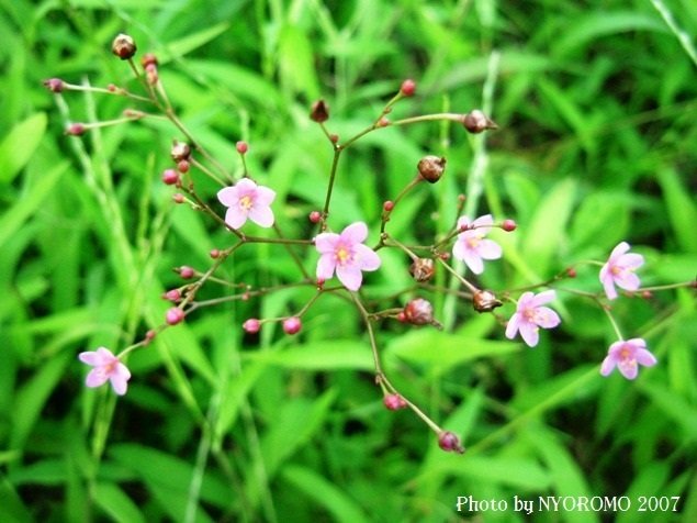庭の草花と虫たち Moroet Note 庭の草花と虫たち Moroet Note