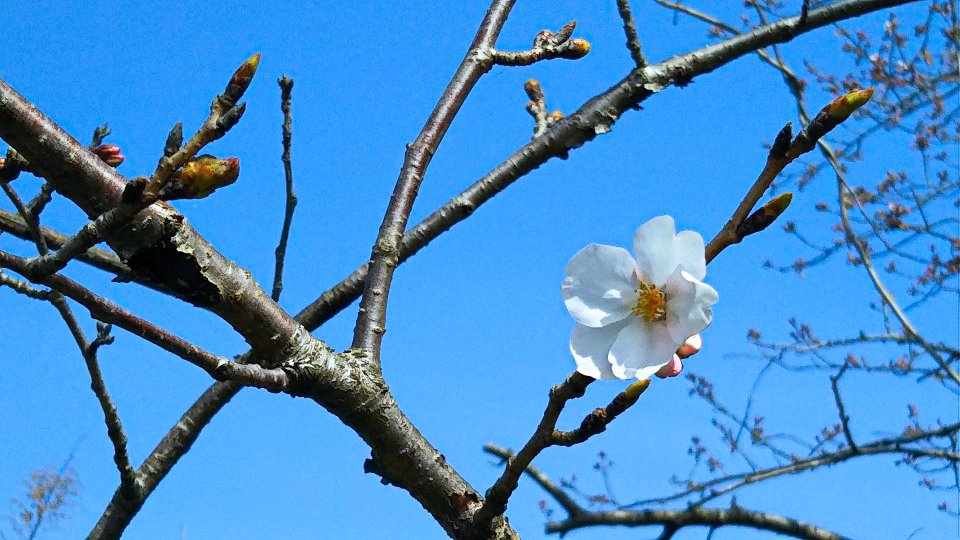 河原の土手の桜 咲きはじま る21 畑えもん通信 ぼおりゅう りき Note