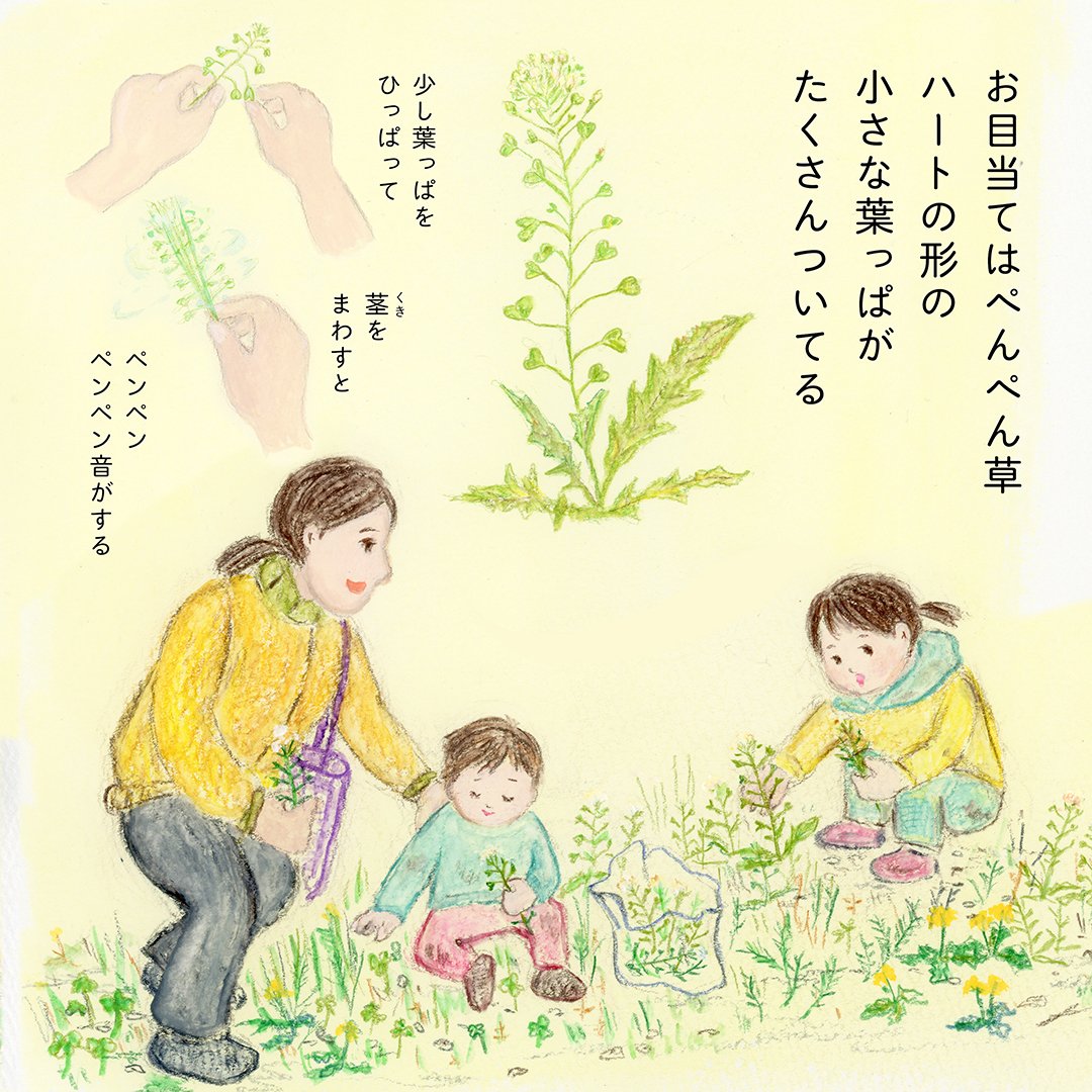 ぺんぺん草の天ぷらを食べた話 ナオミーロ Note