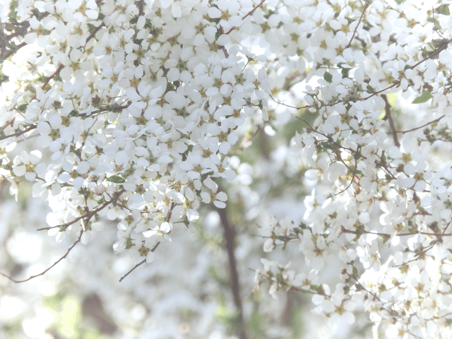 3 花日記 Kimuko Note