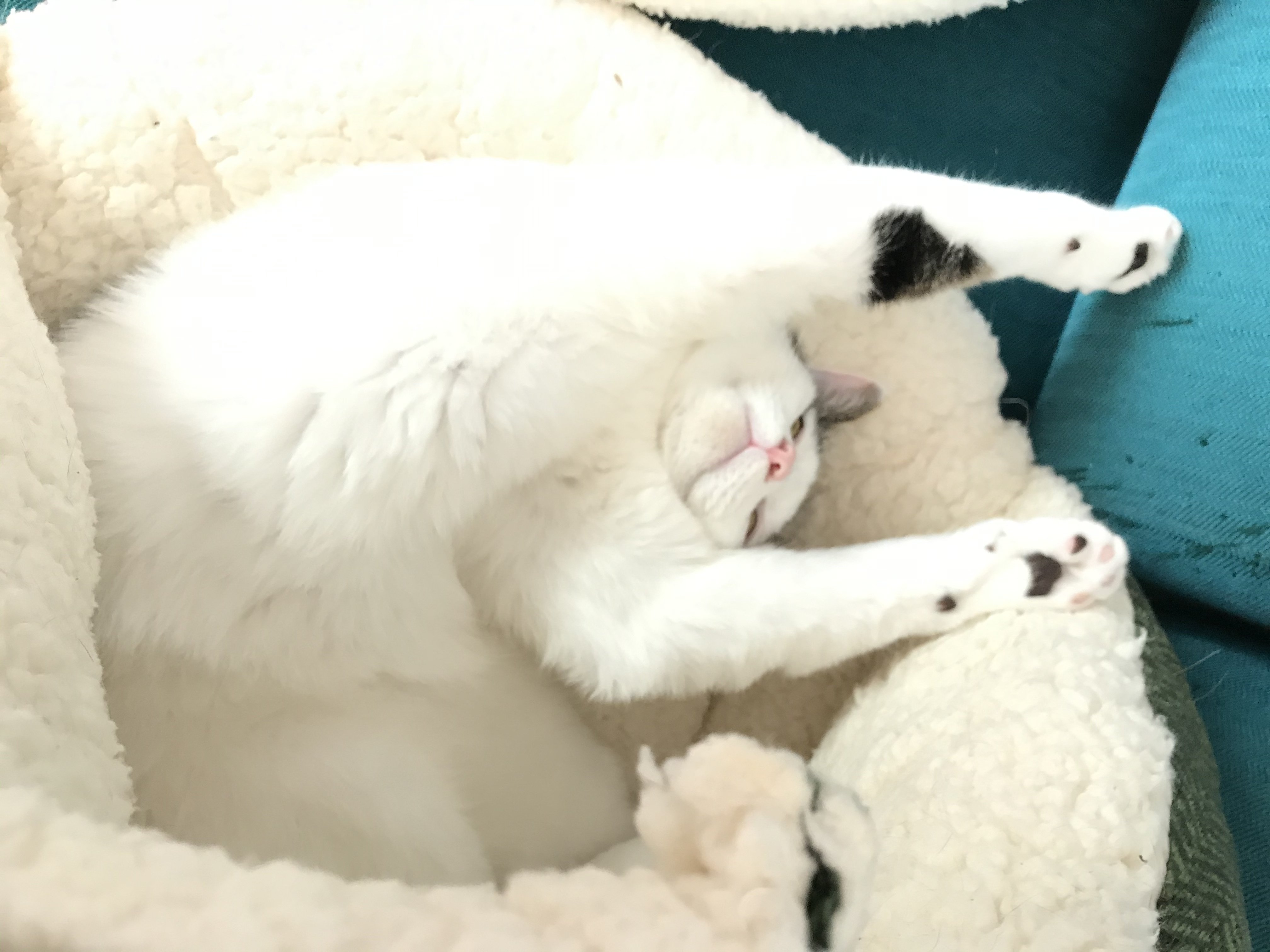 癖のある だいちゃん の 寝相のお写真 ココ次郎 Note 癖のある だいちゃん の 寝相のお写真 ココ次郎 Note