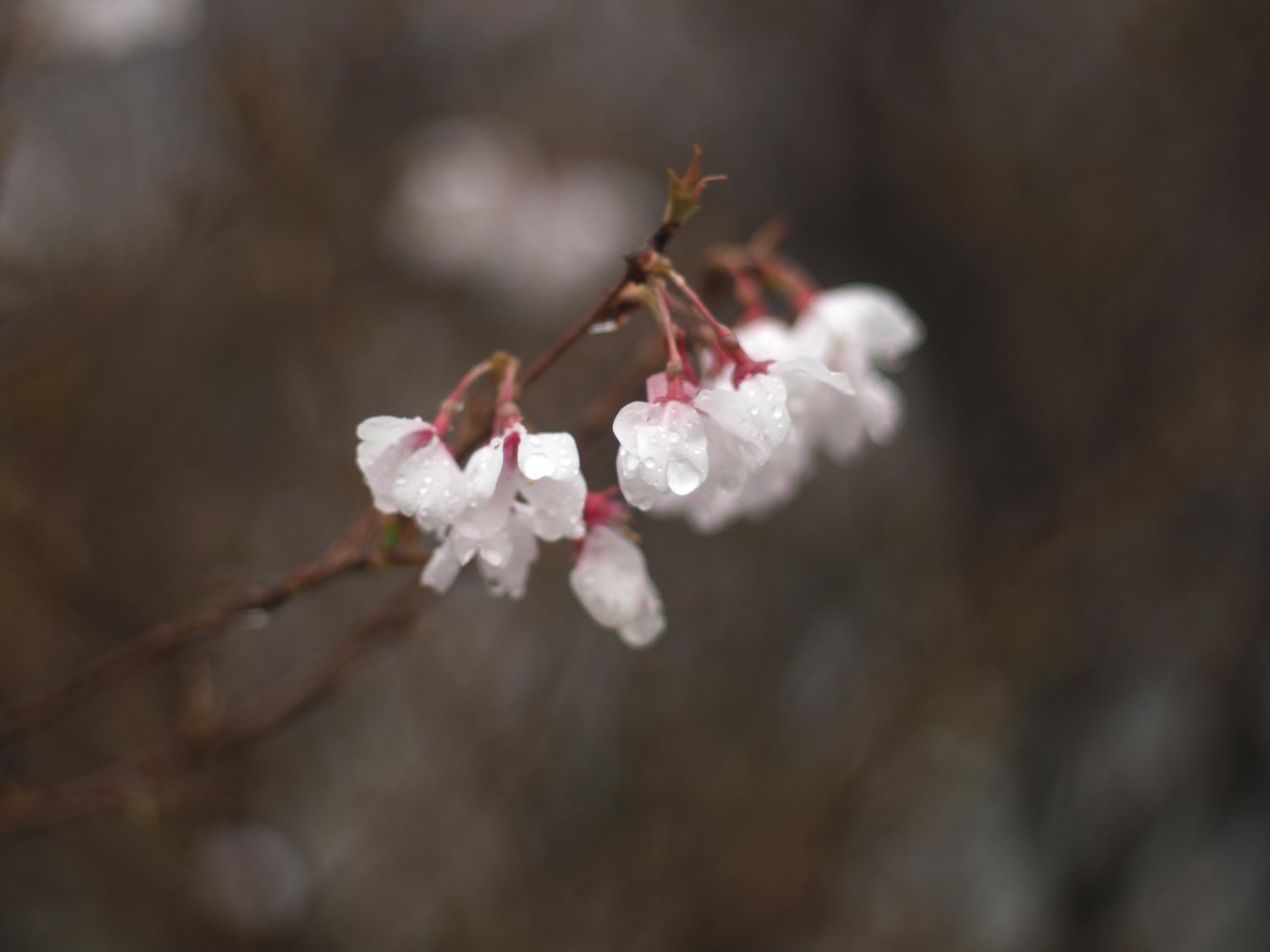 雨降りお花見 H M城公園 毒多 Note