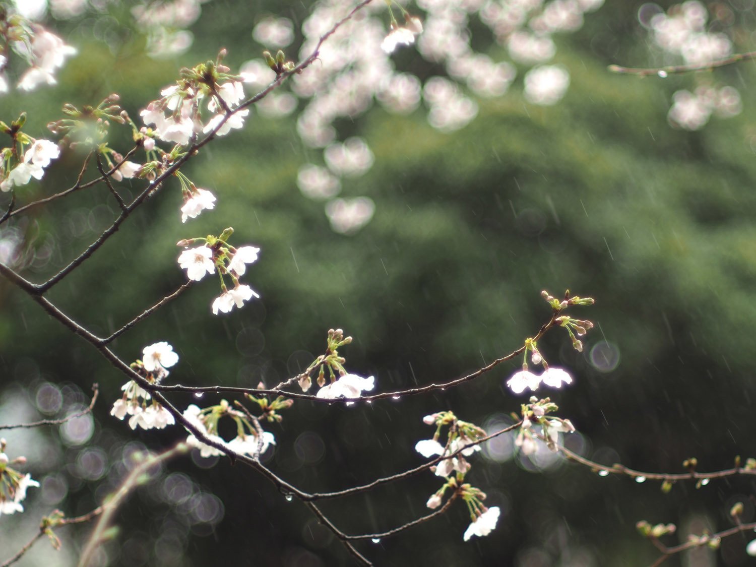雨降りお花見 H M城公園 毒多 Note