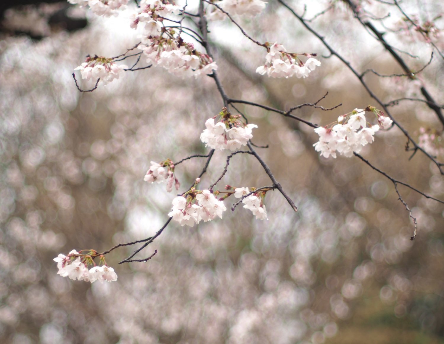 雨降りお花見 H M城公園 毒多 Note