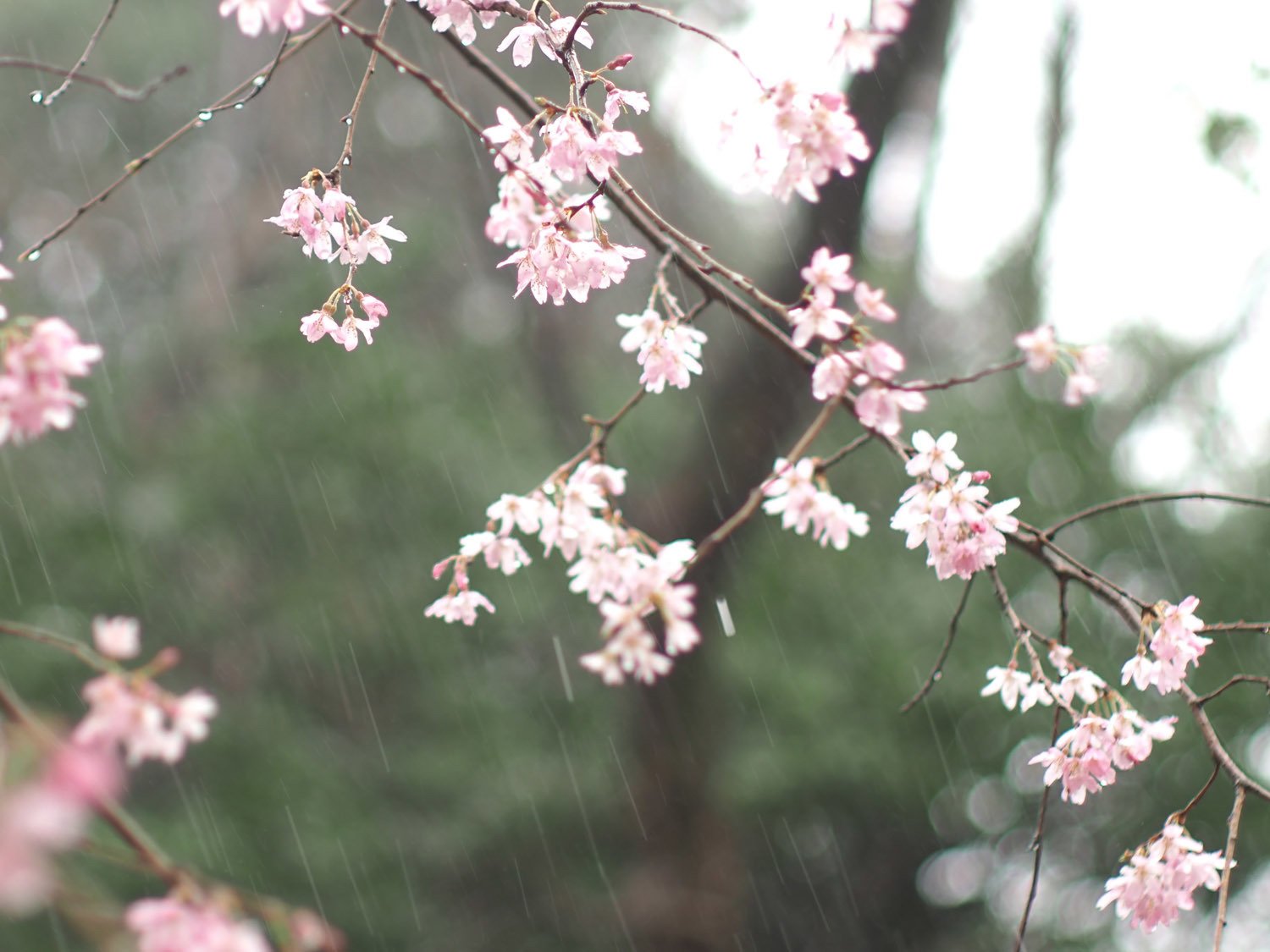 雨降りお花見 H M城公園 毒多 Note