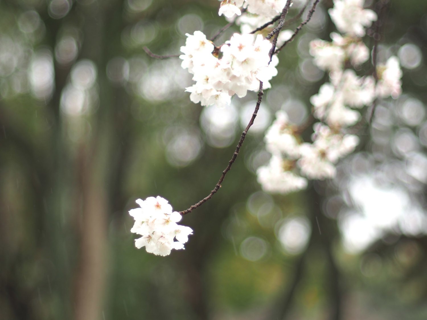 雨降りお花見 H M城公園 毒多 Note