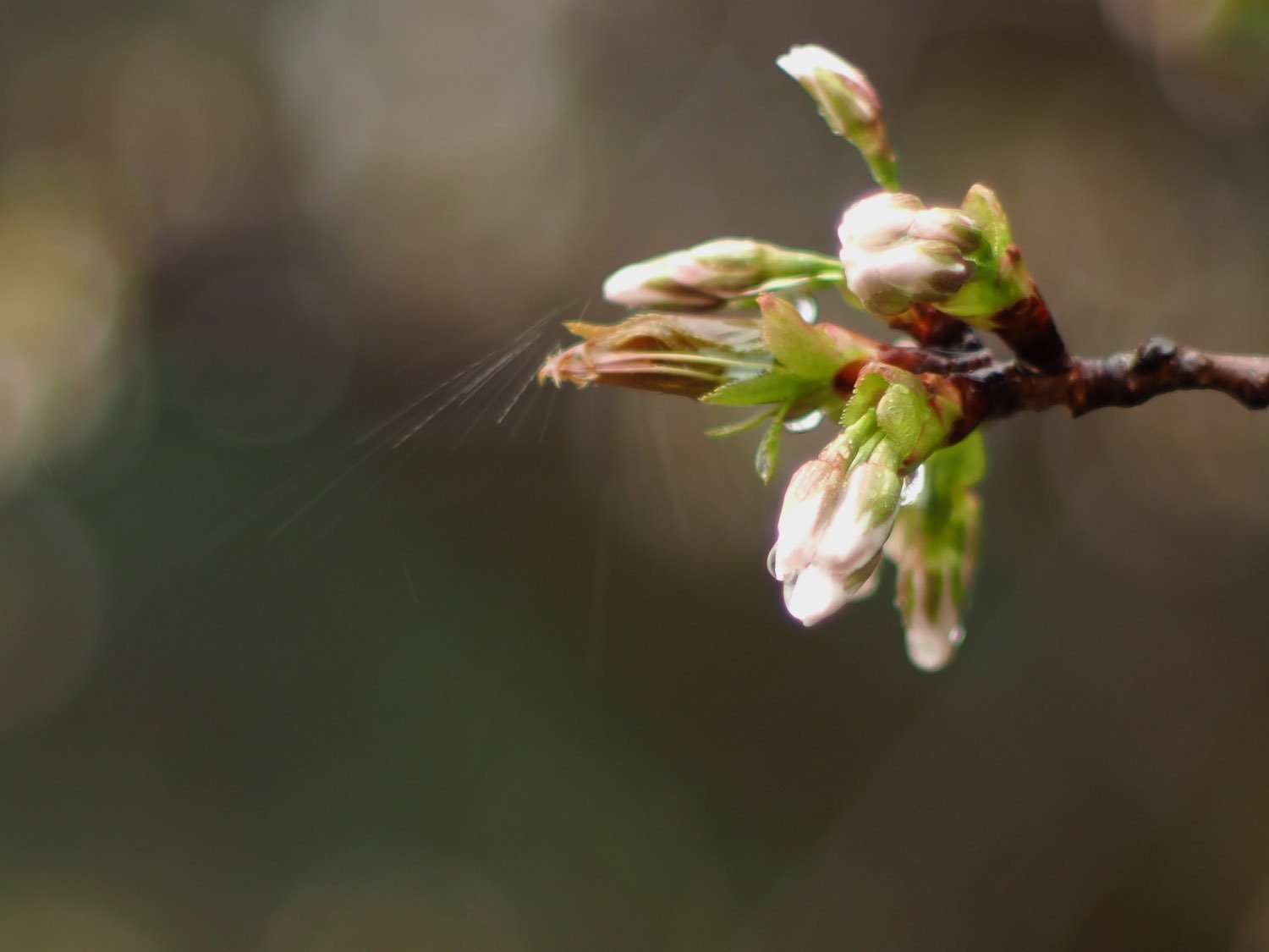 雨降りお花見 H M城公園 毒多 Note